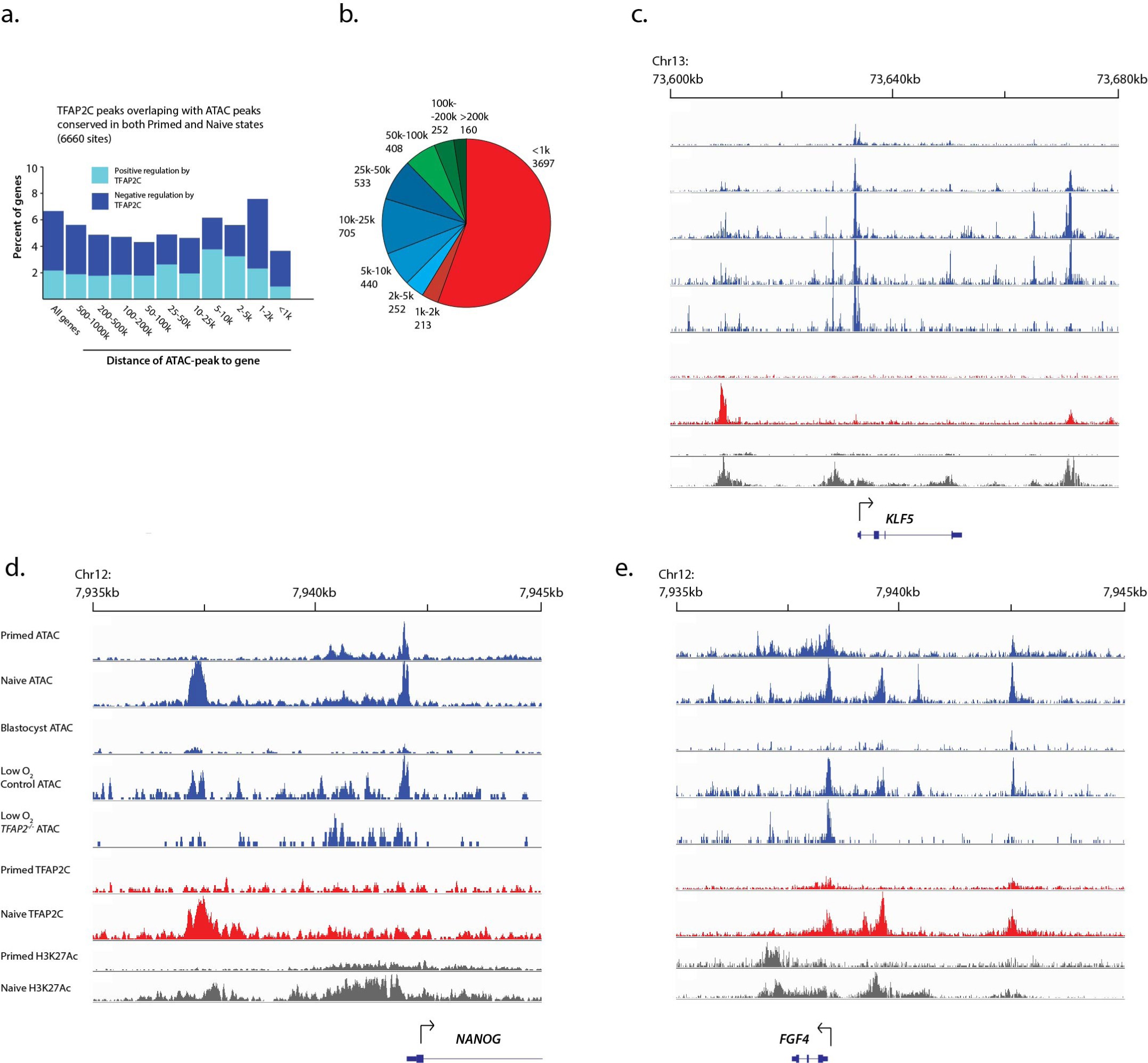 Supplementary Fig. 7: Identification of TFAP2C direct targets.