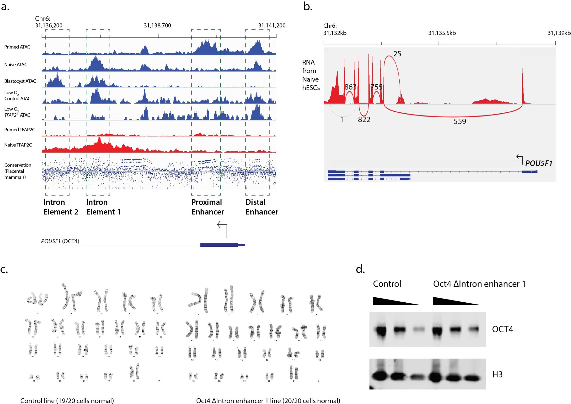 Supplementary Fig. 8: OCT4 Intron Elements 1 and 2.