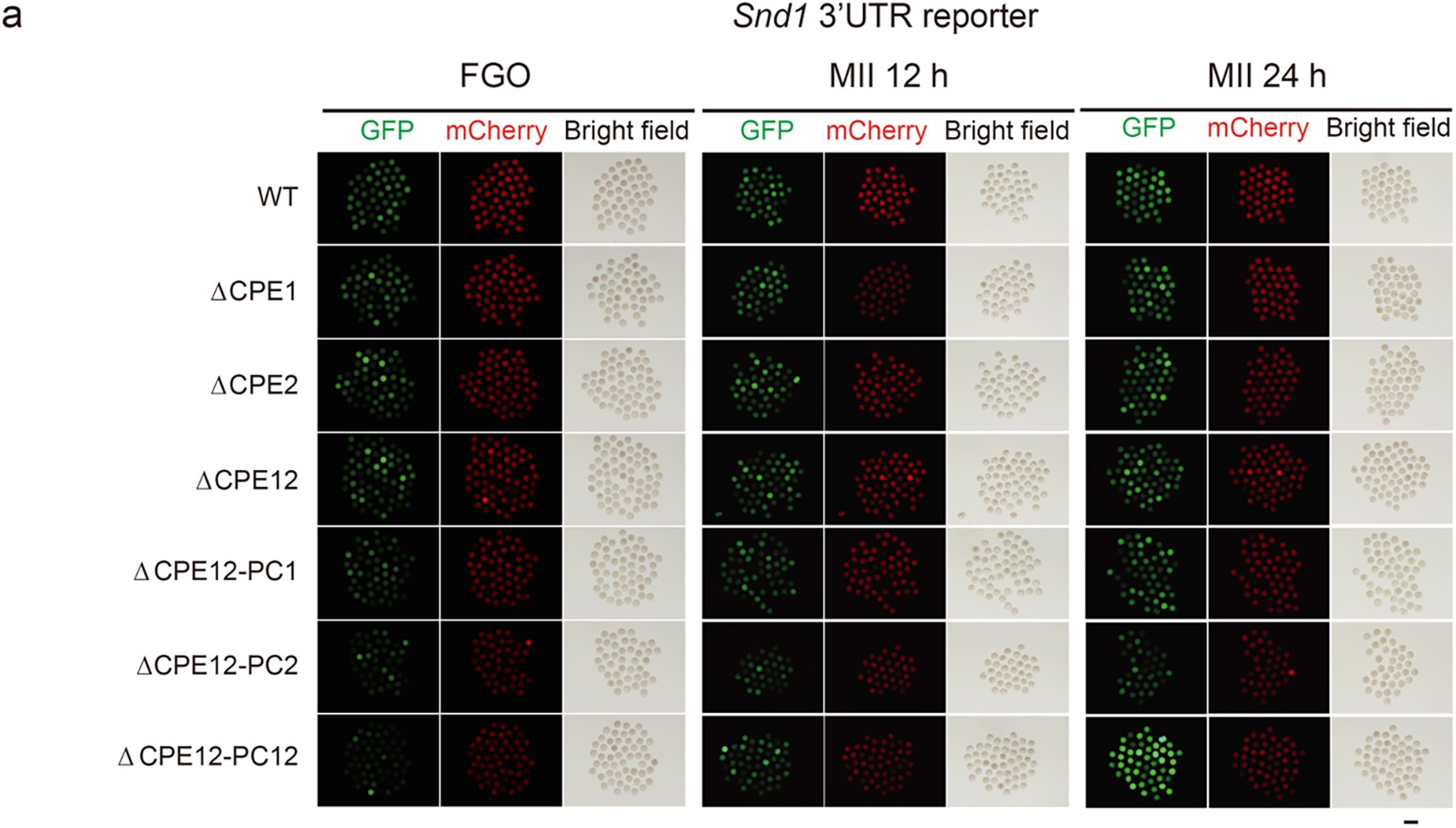 Extended Data Fig. 8: Translational regulation of Snd1 3′UTR reporters with non-papCPEs or papCPEs during oocyte maturation.
