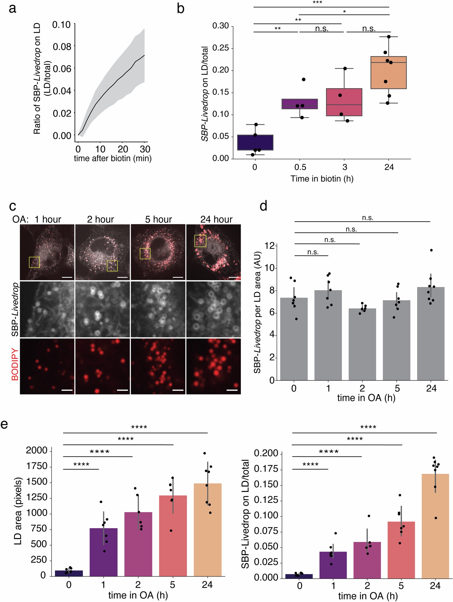 Extended Data Fig. 5: Synchronization of ER-to-LD protein transport using the RUSH system.