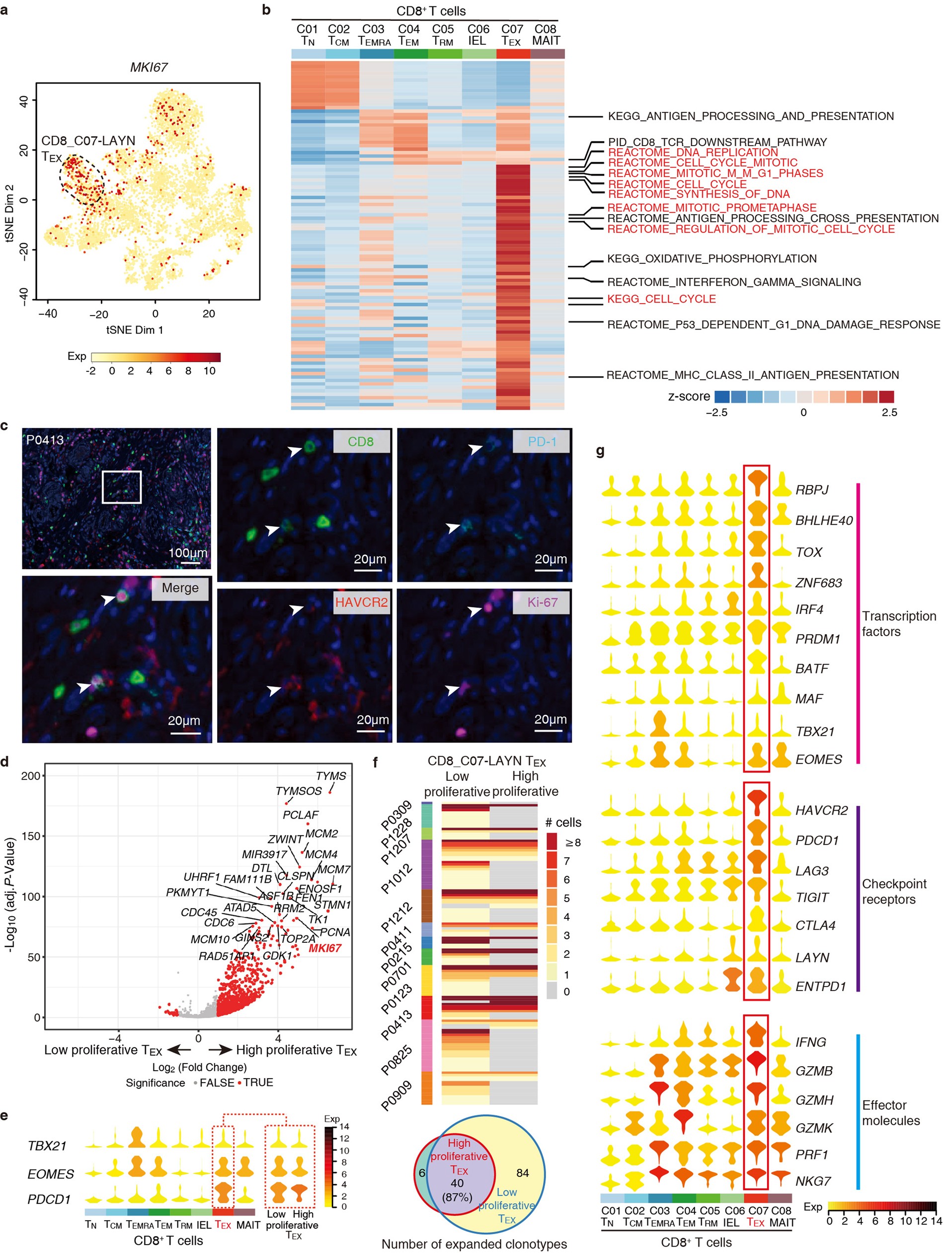 Extended Data Fig. 6: CD8+ TEX cells are characterized by high proliferation property and production of effector molecules.