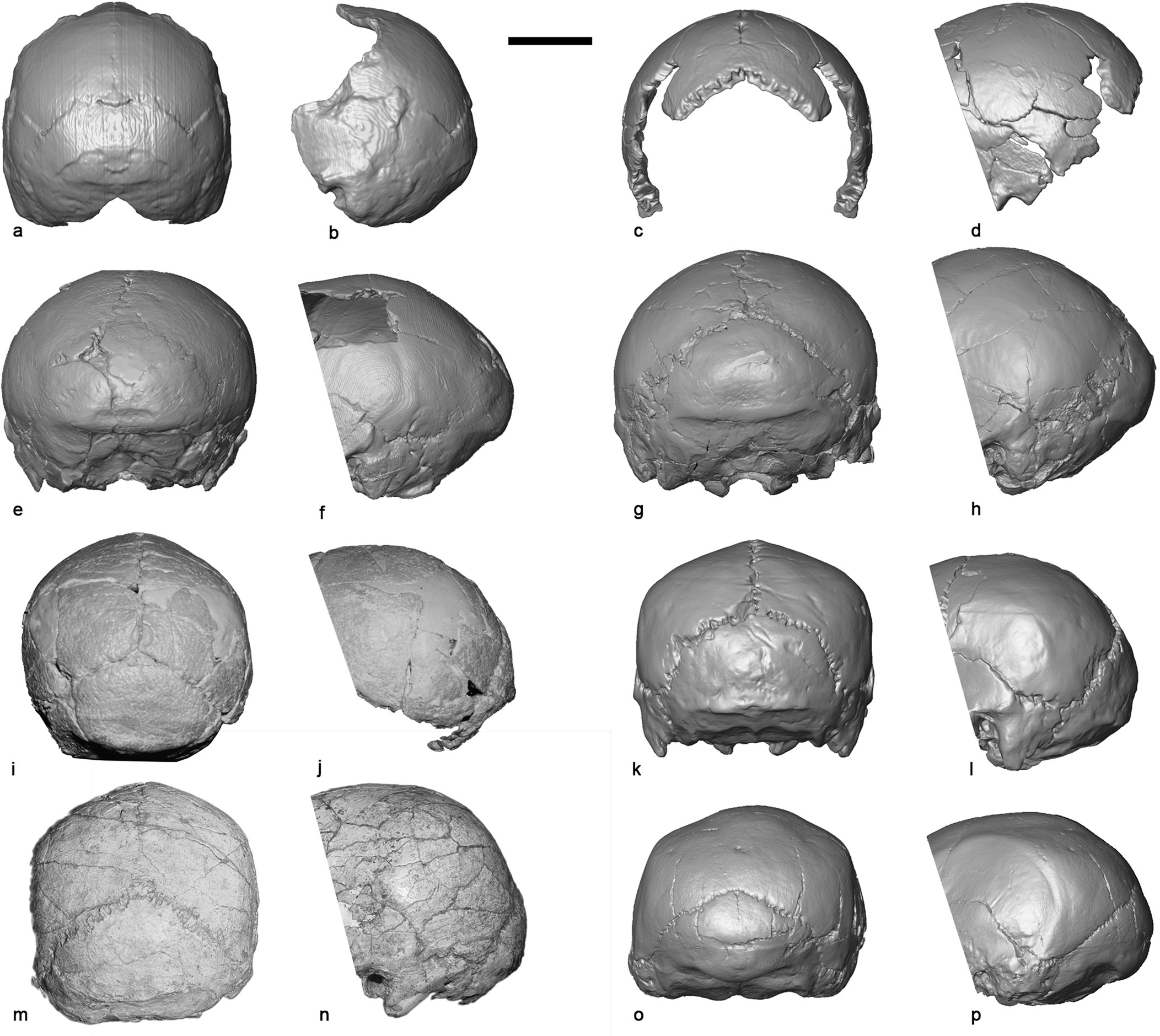Extended Data Fig. 7: Posterior cranial morphology.