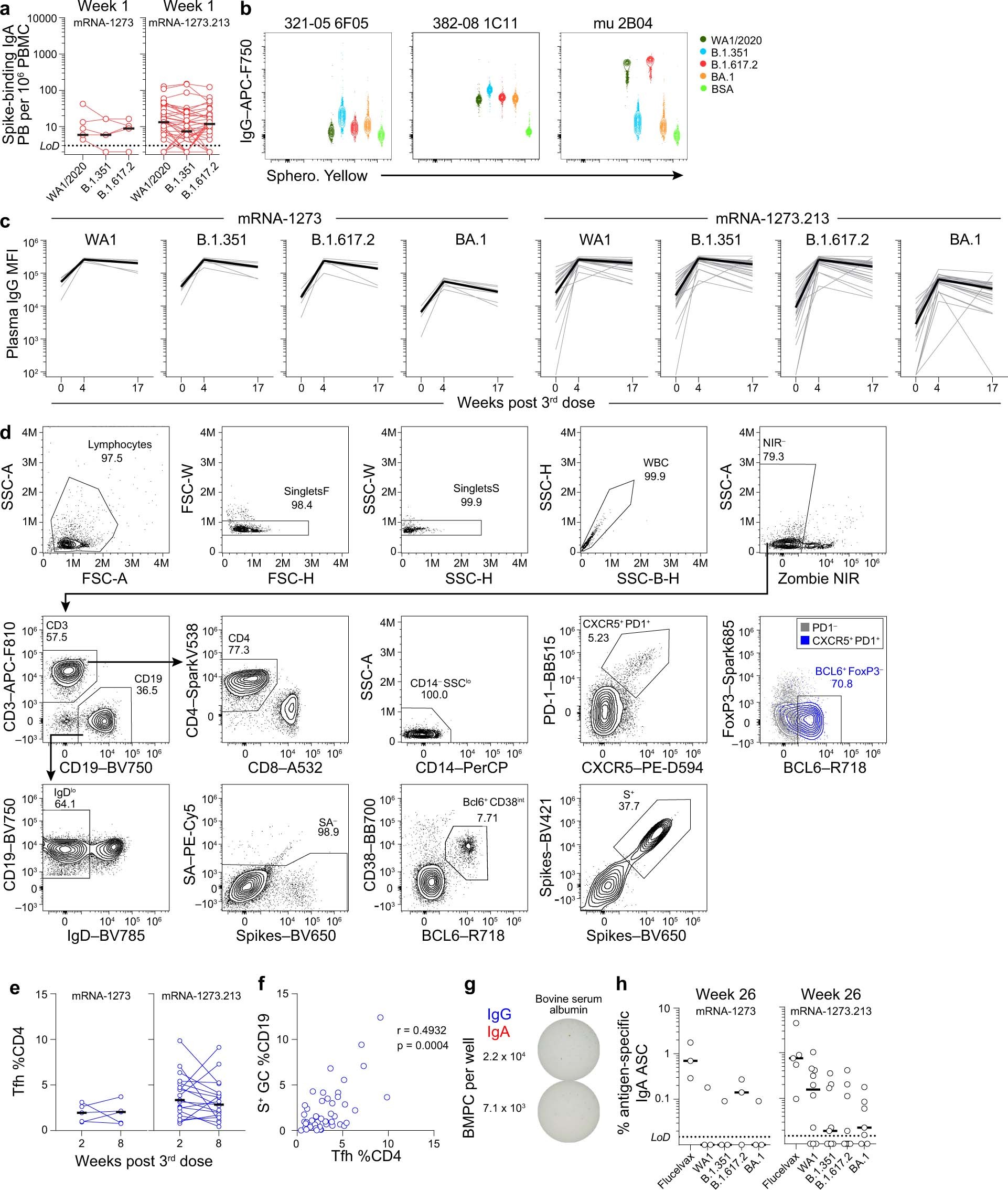 Extended Data Fig. 1: Robust GC and Tfh responses to mRNA-1273 and mRNA-1273.213 boosters.