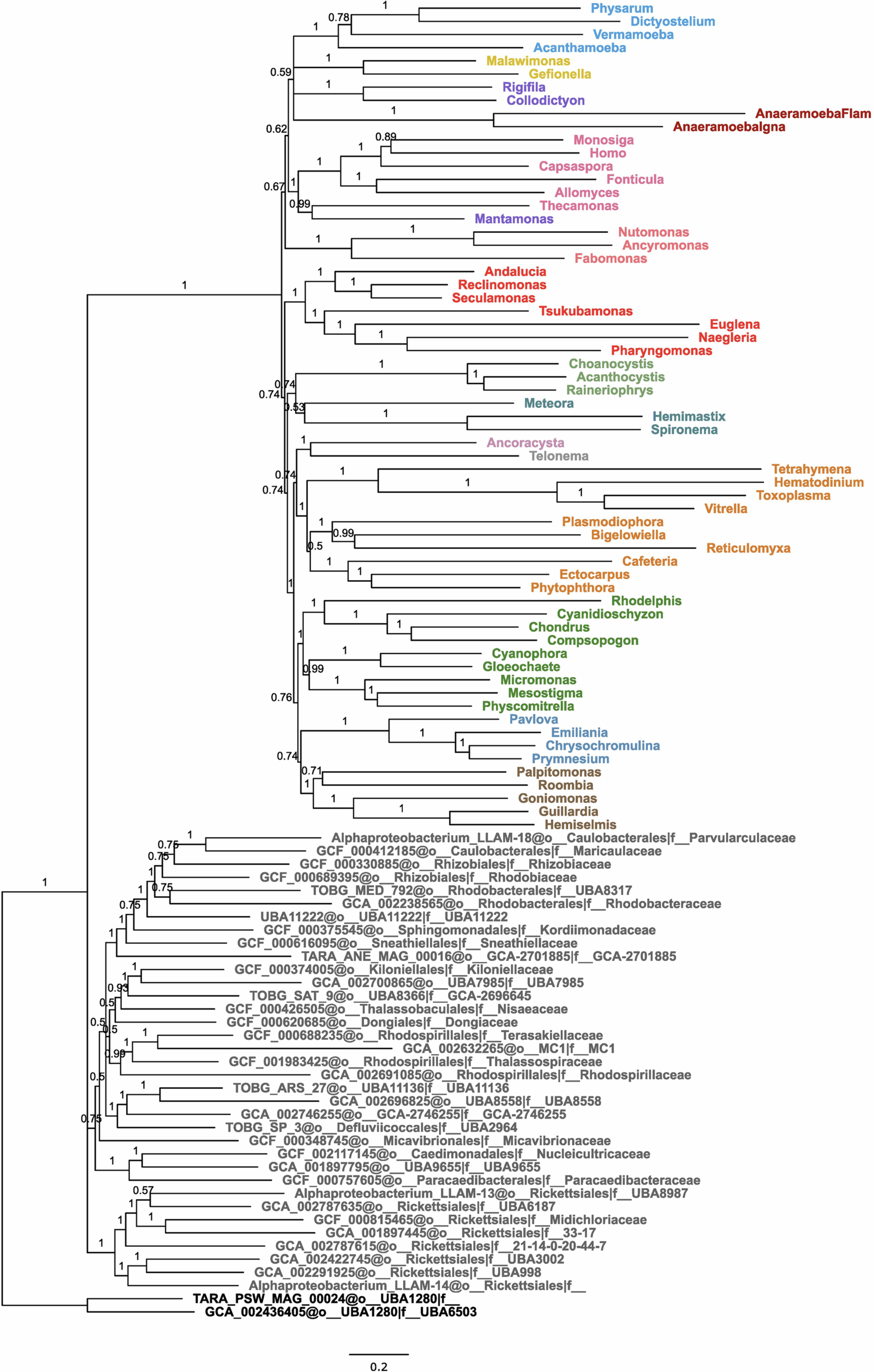 Extended Data Fig. 2: Bayesian consensus tree estimated from Anae+ dataset.