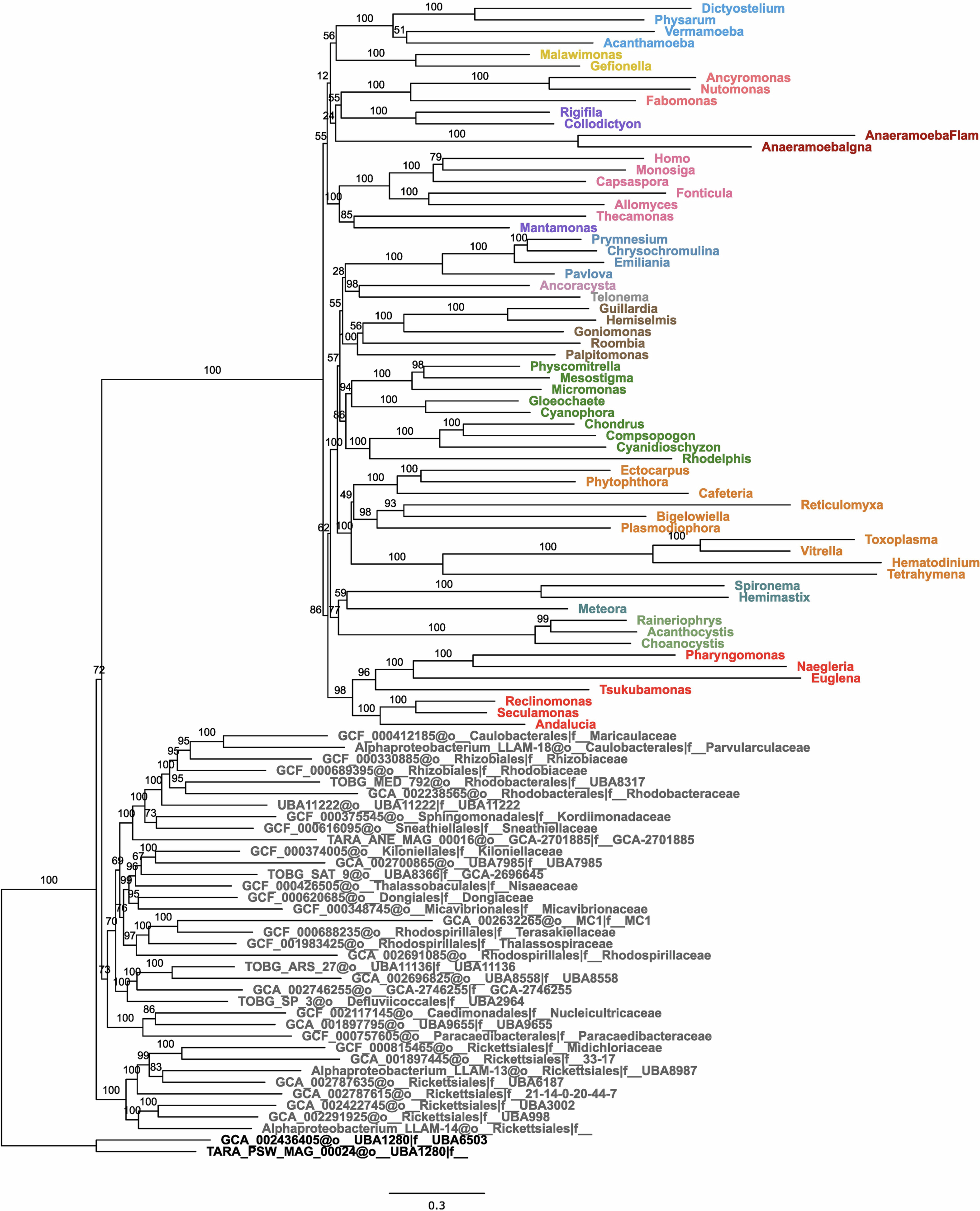 Extended Data Fig. 3: Phylogeny estimated from Anae+ dataset with CAT-PMSF model.