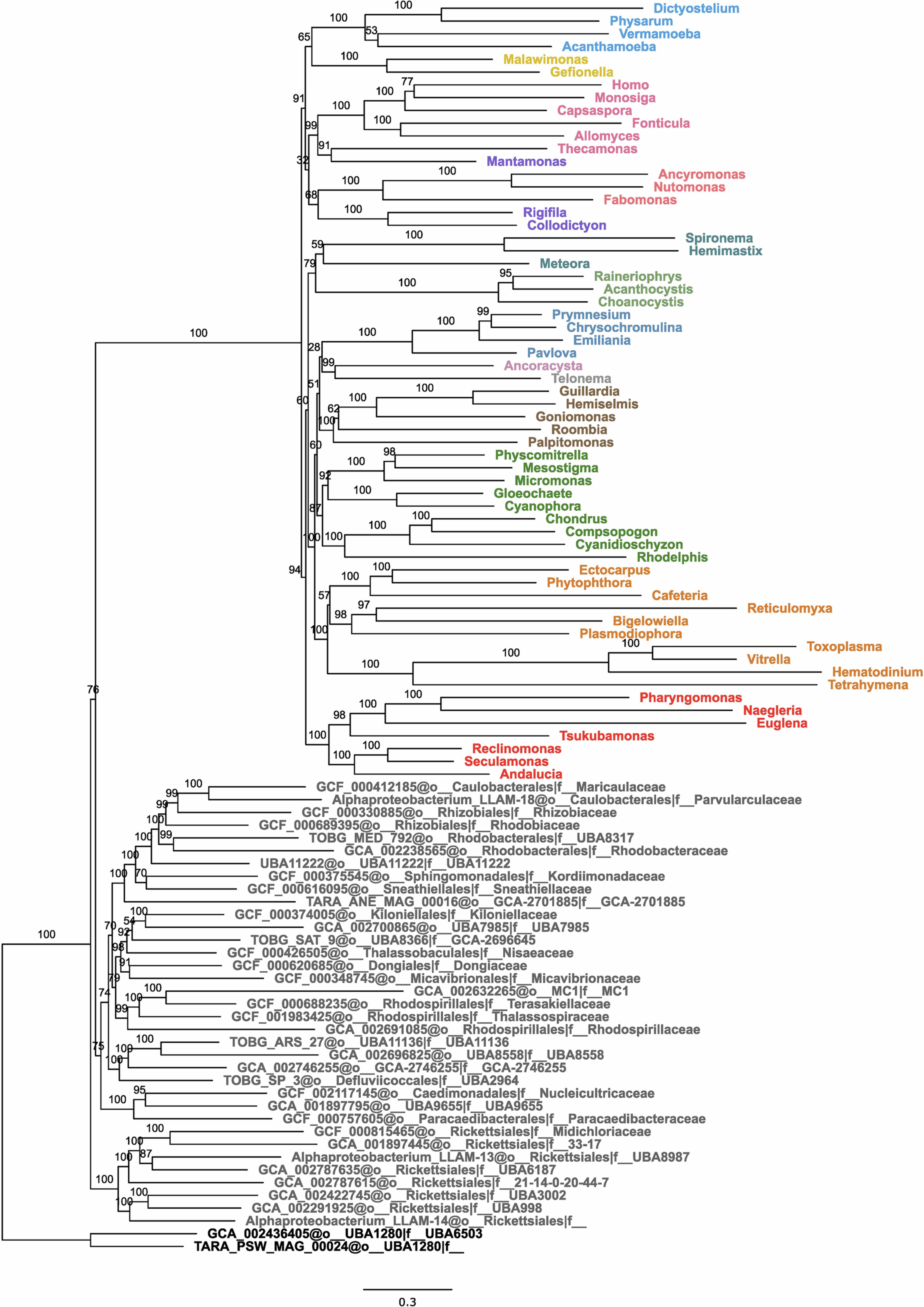 Extended Data Fig. 5: Phylogeny estimated from Anae- dataset with CAT-PMSF model.