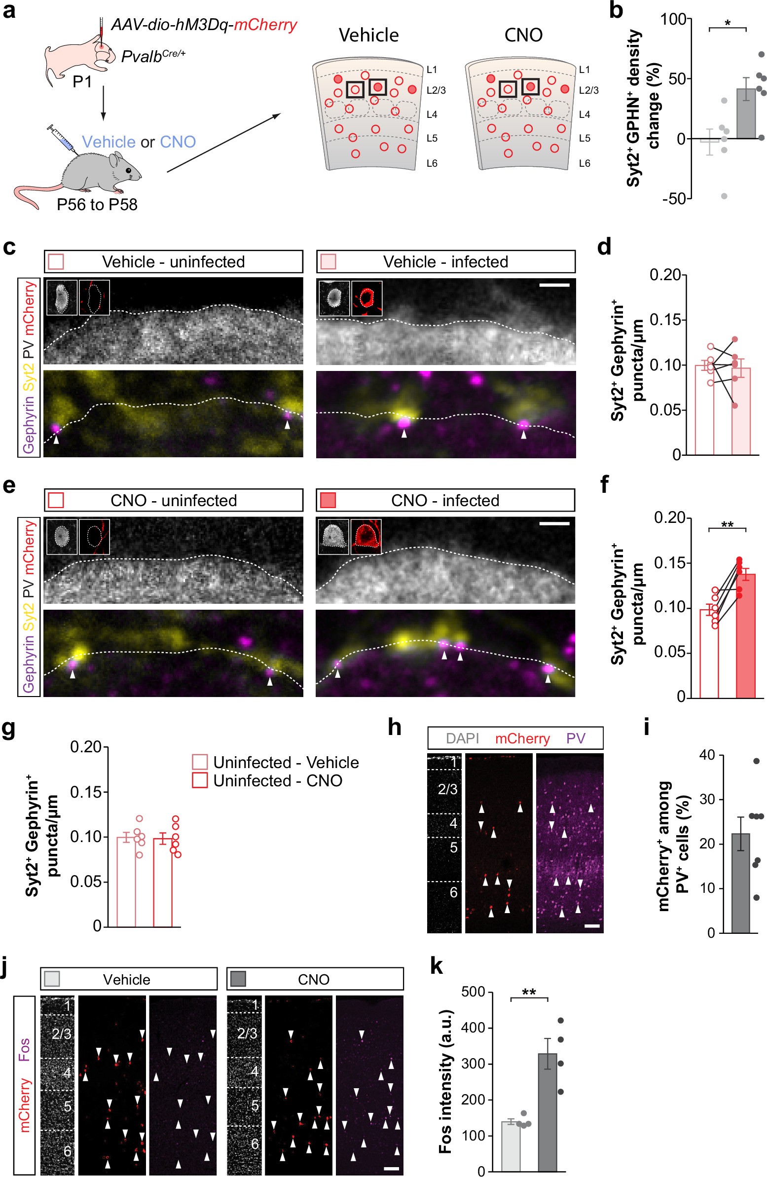 Extended Data Fig. 6: Increasing the activity of PV+ interneurons leads to an increase in inhibitory synaptic density.