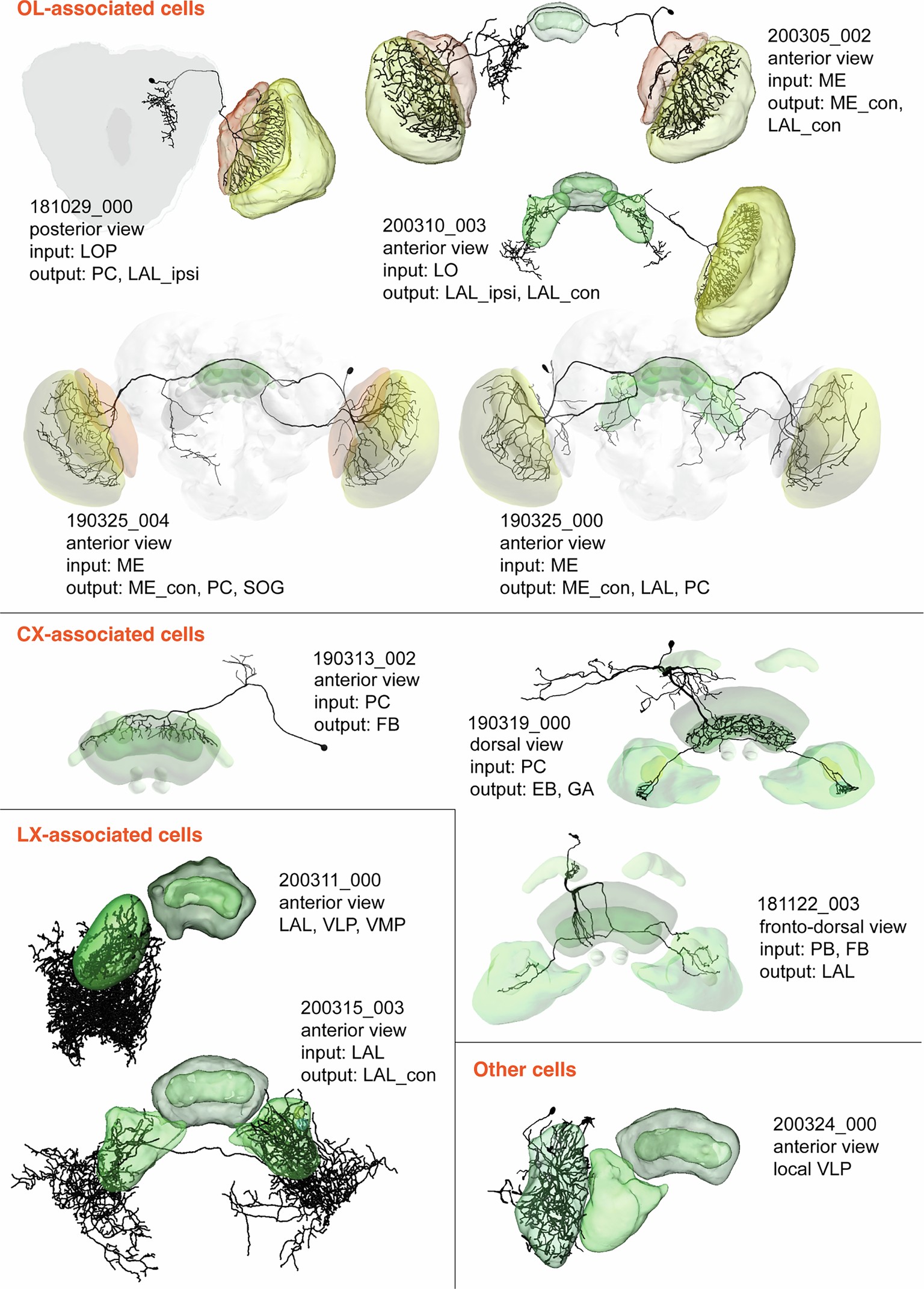 Extended Data Fig. 7: Morphologies and branching regions of identified visual cells.