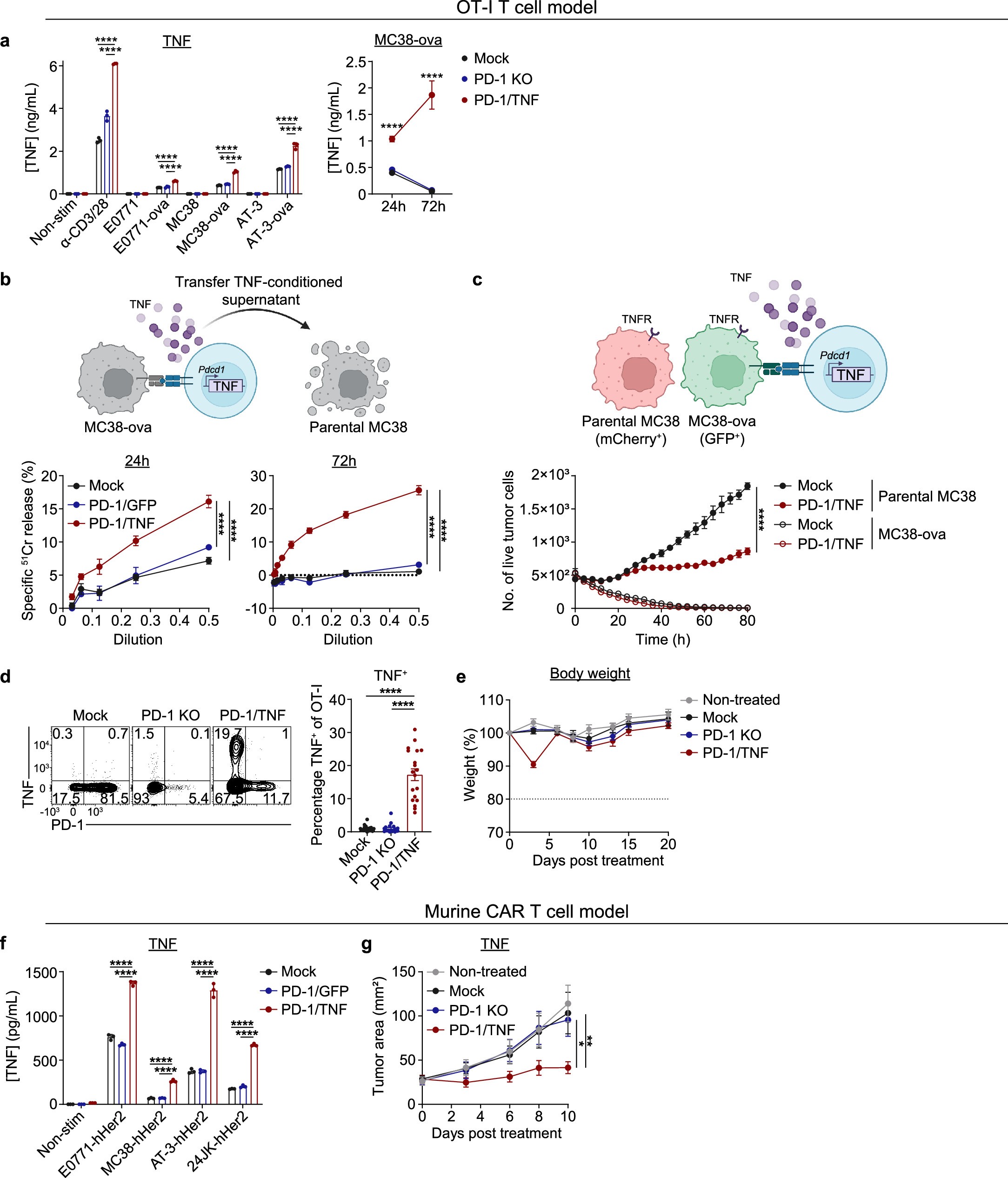Extended Data Fig. 2: Validation of CRISPR KI strategy with PD-1/TNF OT-I and murine anti-hHer2 CAR T cells.
