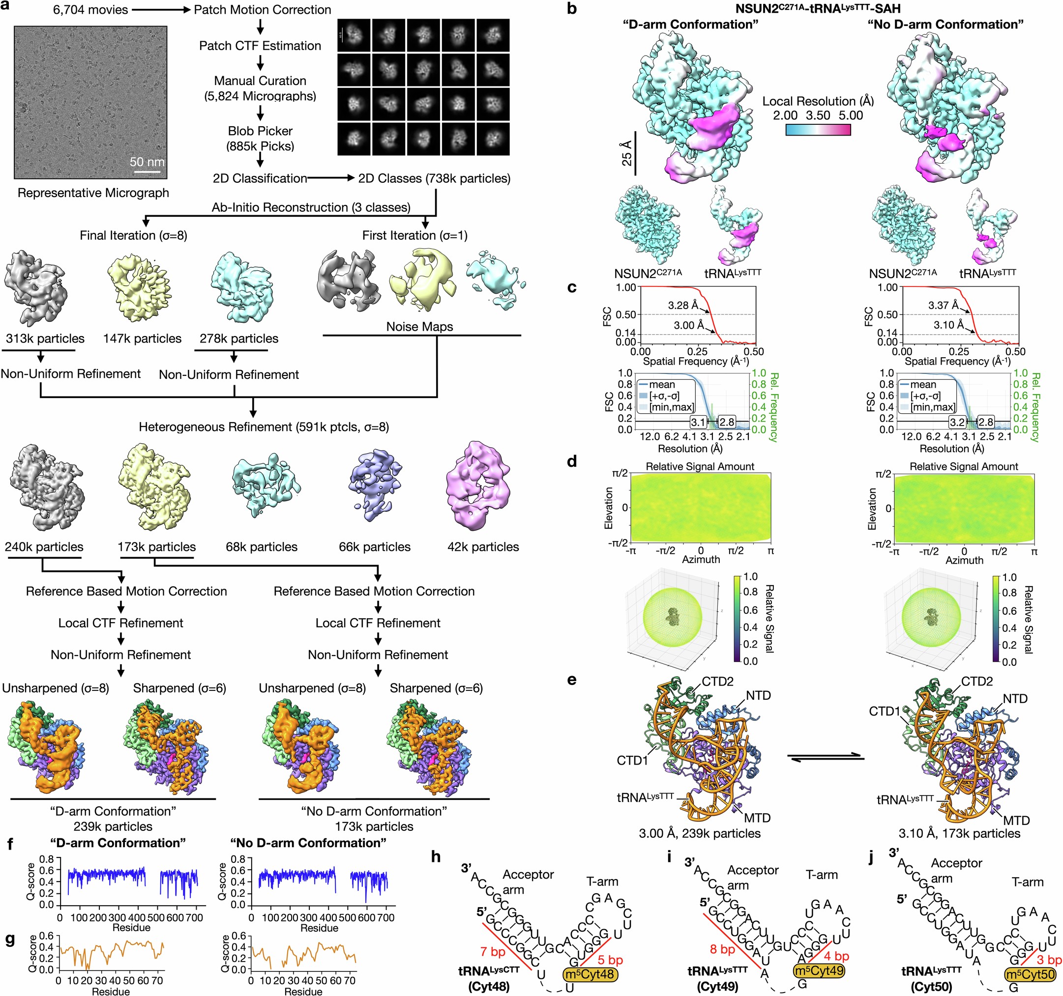 Extended Data Fig. 5: Cryo-EM processing of NSUN2C271A-tRNALysTTT-SAH structures.