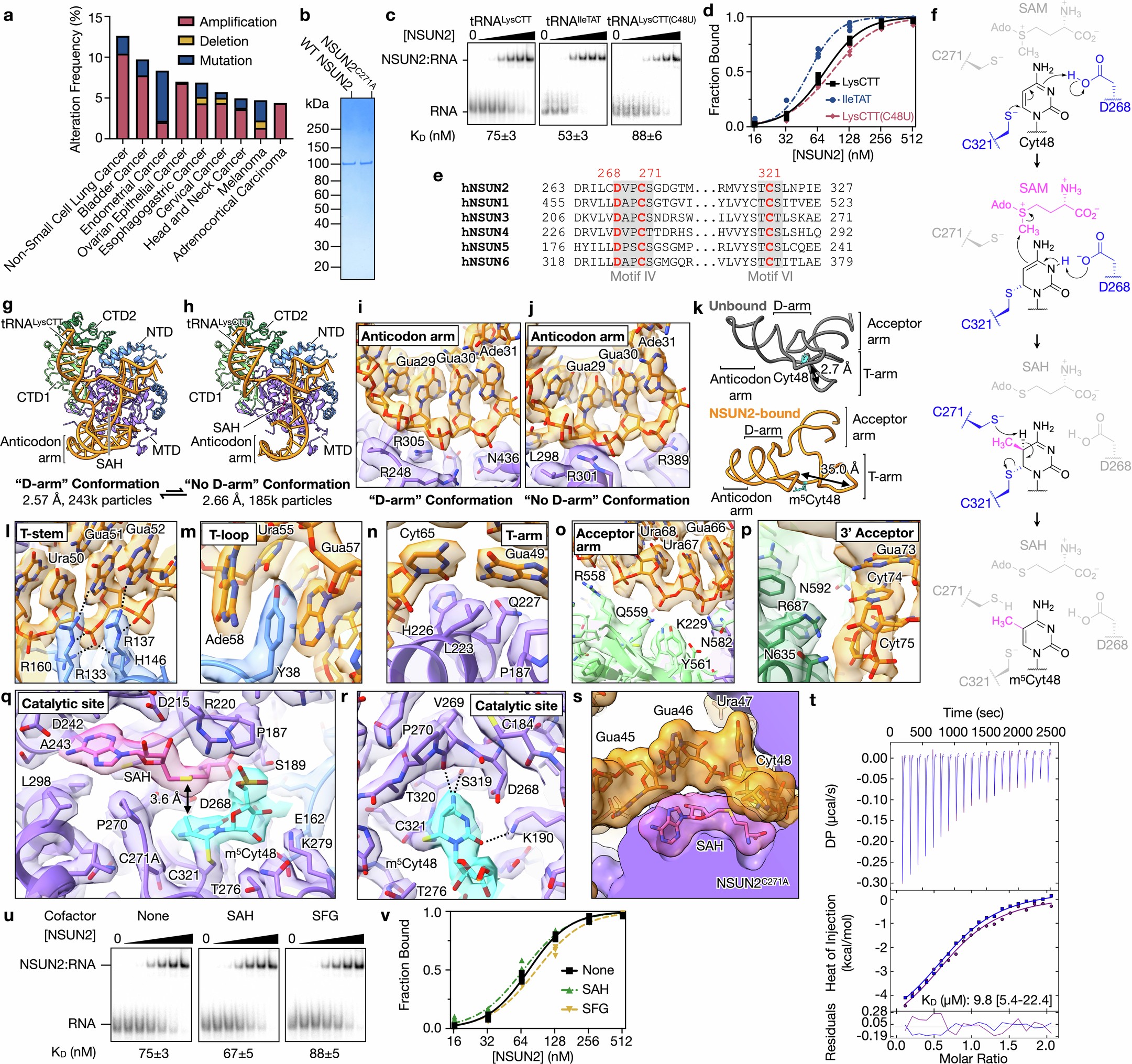 Extended Data Fig. 1: Biochemical characterization of NSUN2 interactions with substrate tRNAs and cofactor.