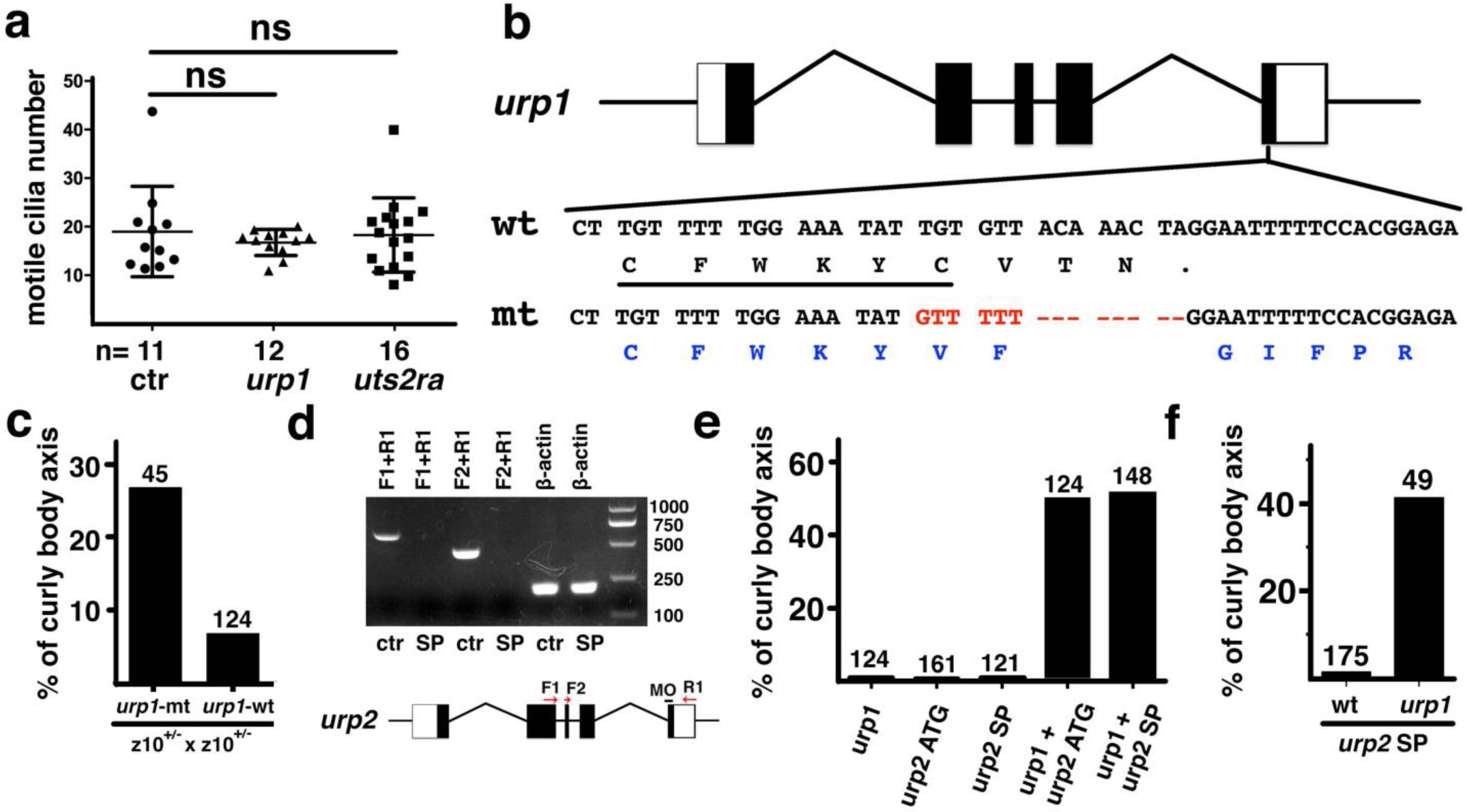 Supplementary Fig. 5: Redundant functions of Urp1 and Urp2 during body-axis straightening.