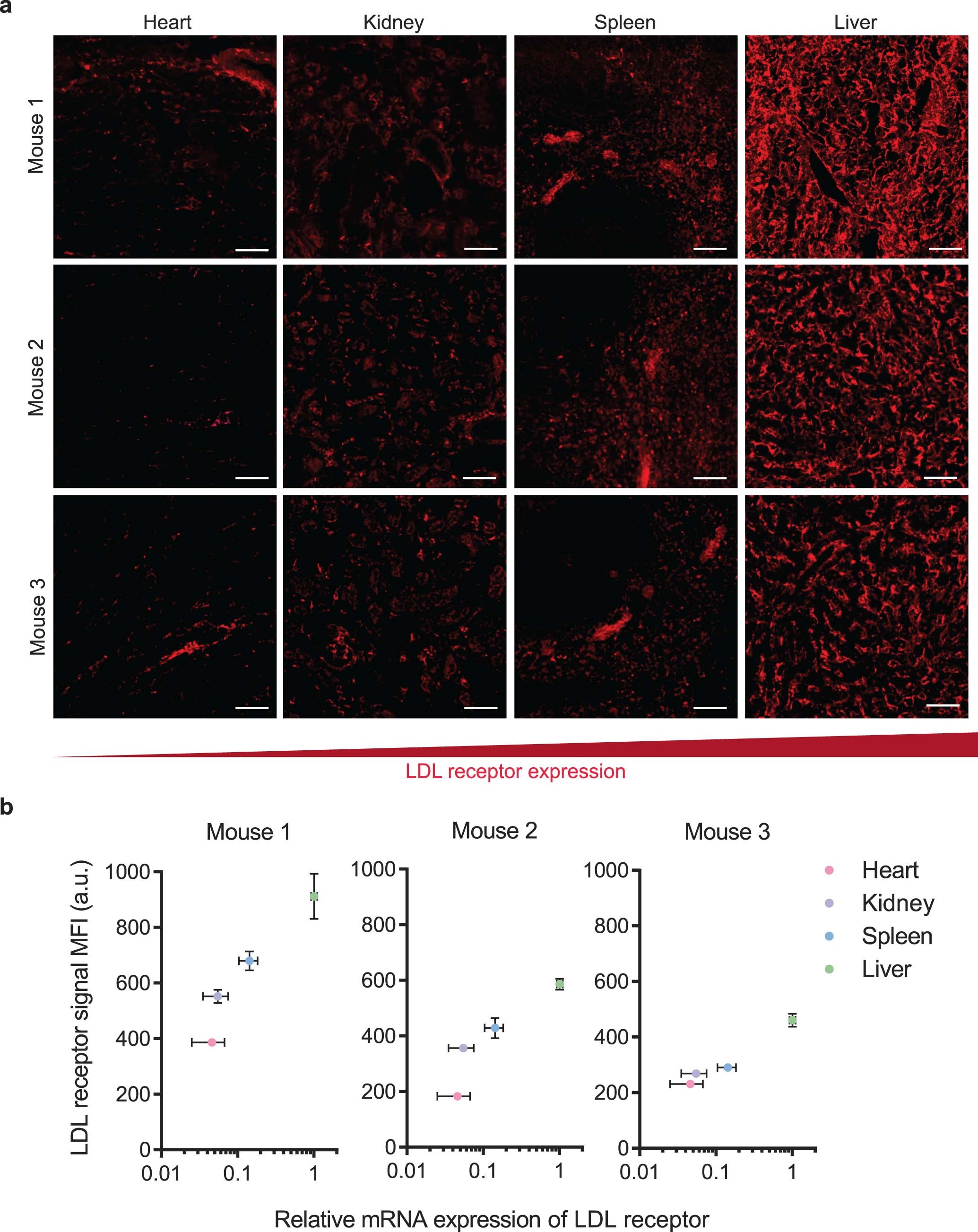 Extended Data Fig. 8: Quantification of LDL receptor protein expression using immunohistochemistry staining.