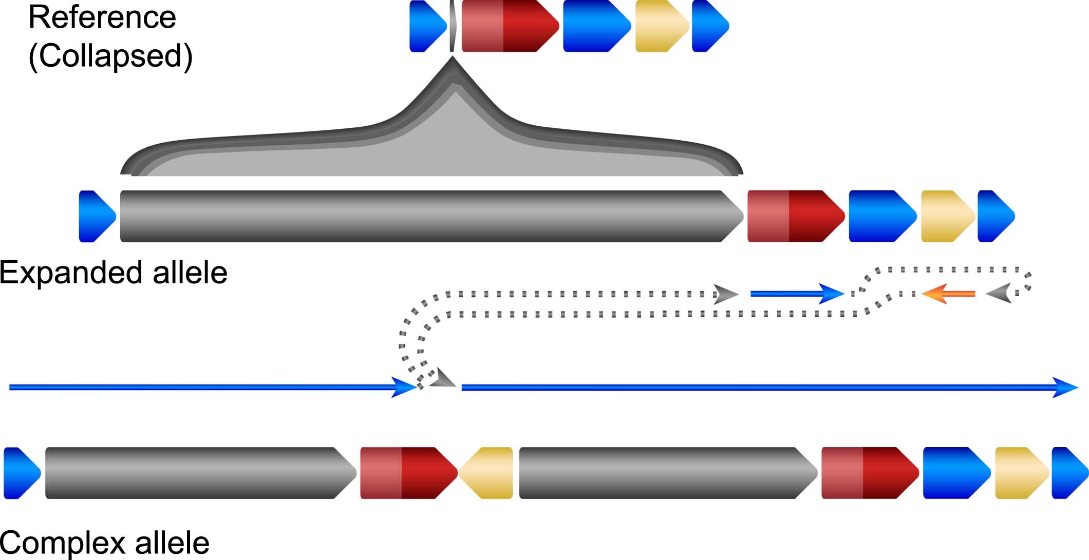Extended Data Fig. 7: The HiFi assembly reconstruction of the expanded allele and complex structural variant allele affecting CNTN5.