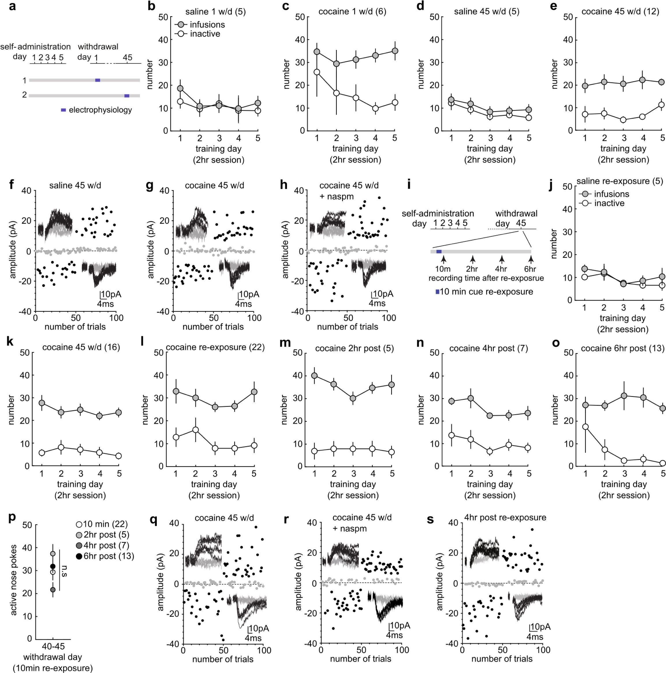 Supplementary Fig. 1: Training results and example traces for silent synapse experiments in Fig. 1.