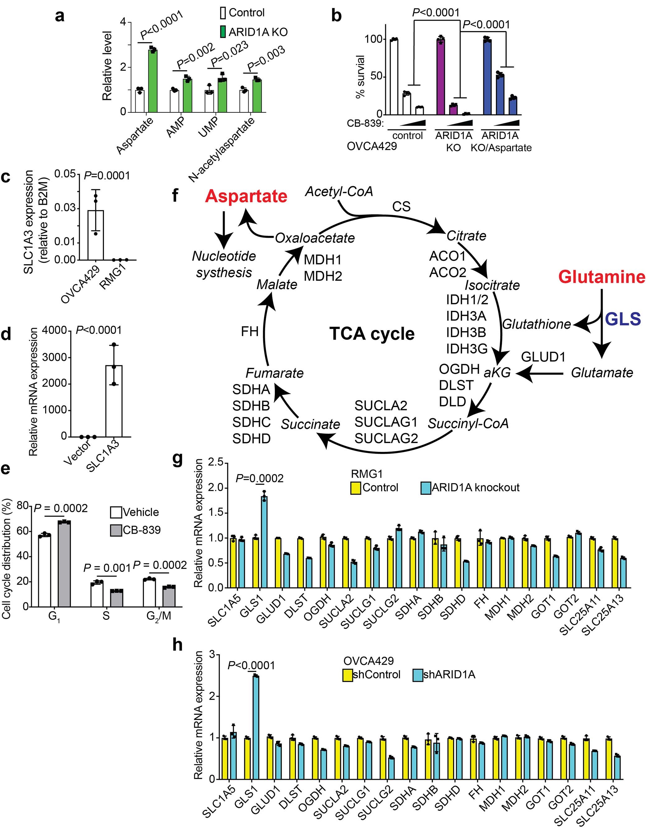 Extended Data Fig. 4: ARID1A inactivation increases glutamine-dependent aspartate biosynthesis.