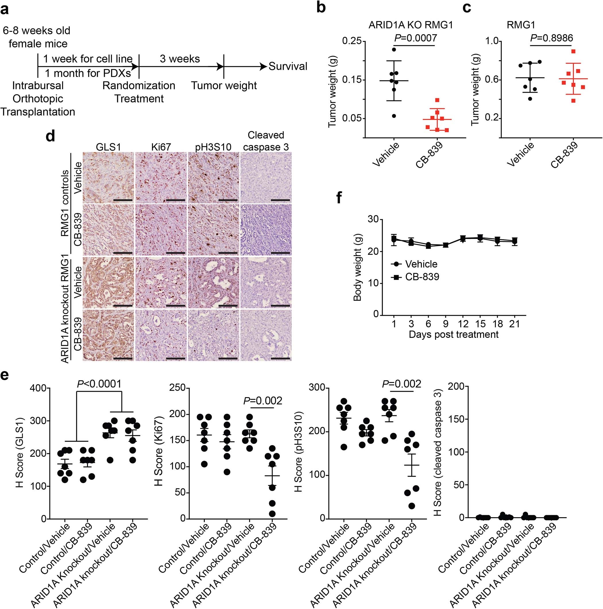 Extended Data Fig. 5: Glutaminase inhibitor CB-839 suppresses the growth of ARID1A-inactivated OCCCs in vivo.