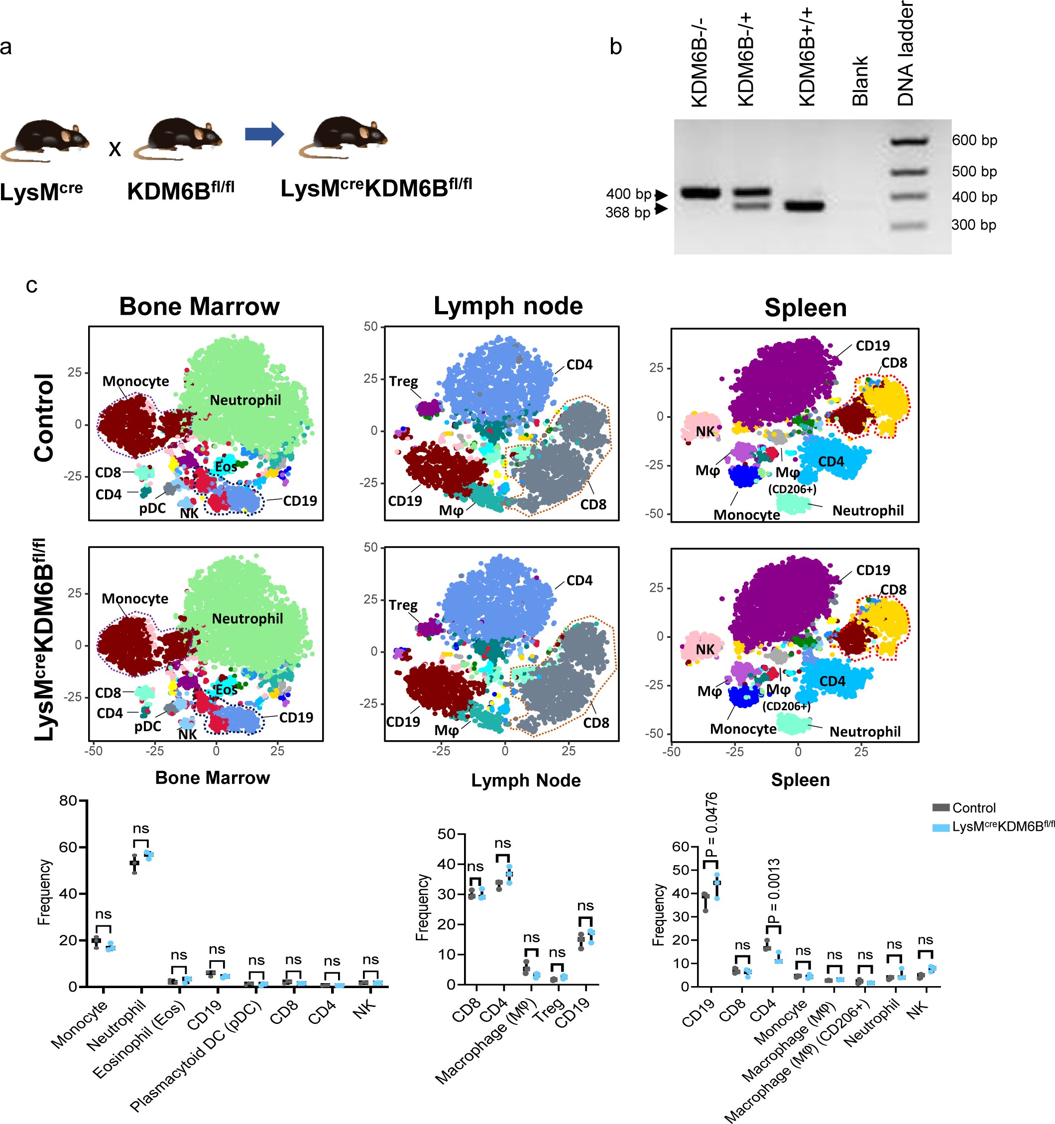 Extended Data Fig. 4: Myeloid cell specific deletion of Kdm6b does not affect myeloid cell abundance.