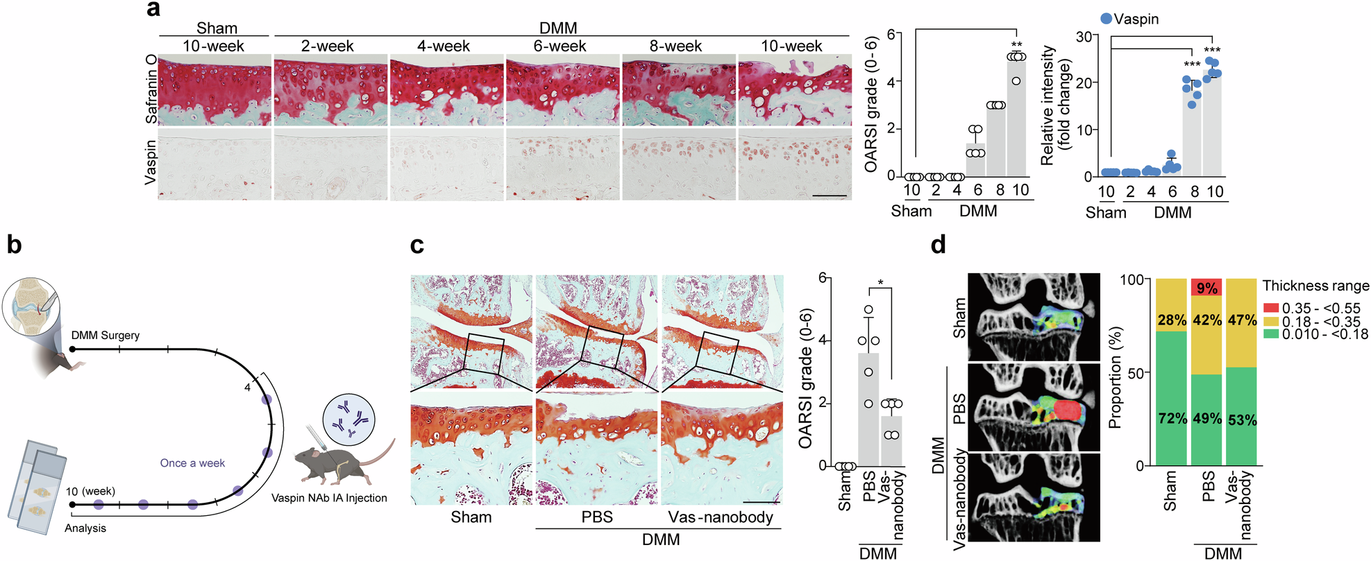 Fig. 5: Trapping vaspin with vas nanobodies attenuates OA pathogenesis.