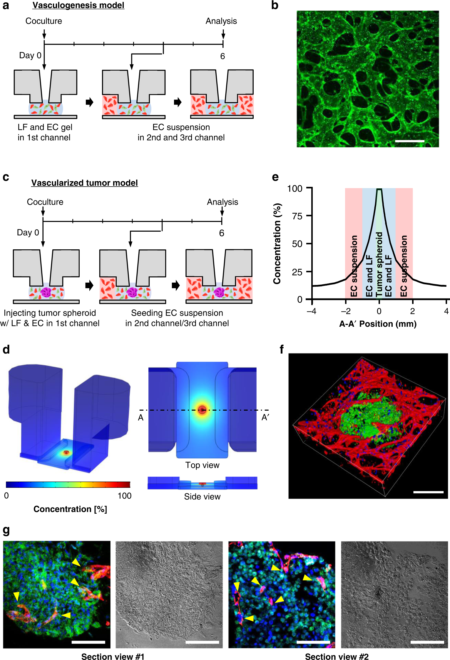 Fig. 5: Modeling of vascularized tumor spheroid.