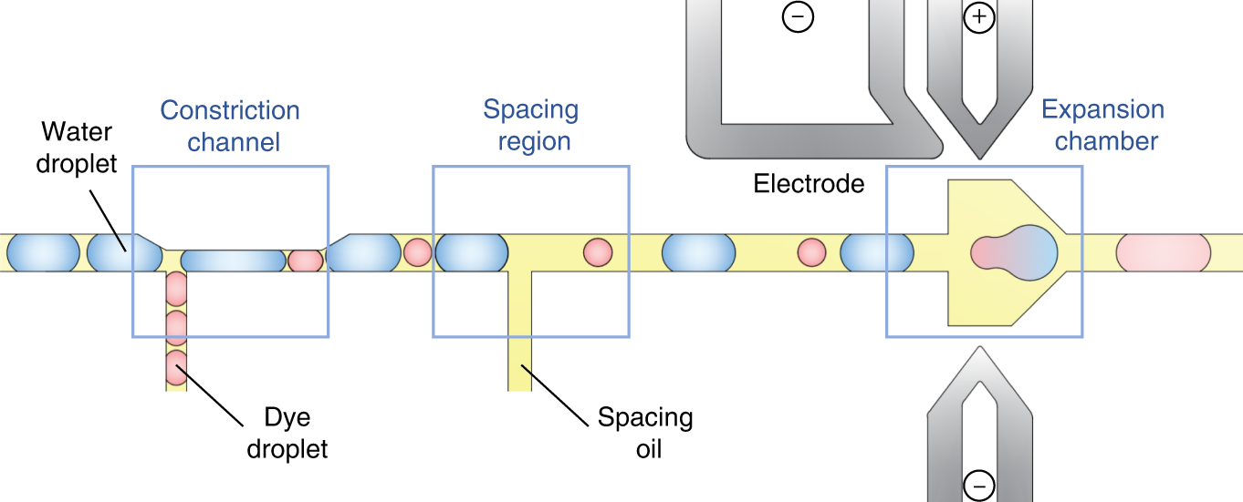 Fig. 1: Schematic of the microfluidic design for droplet synchronization, spacing, and merging.