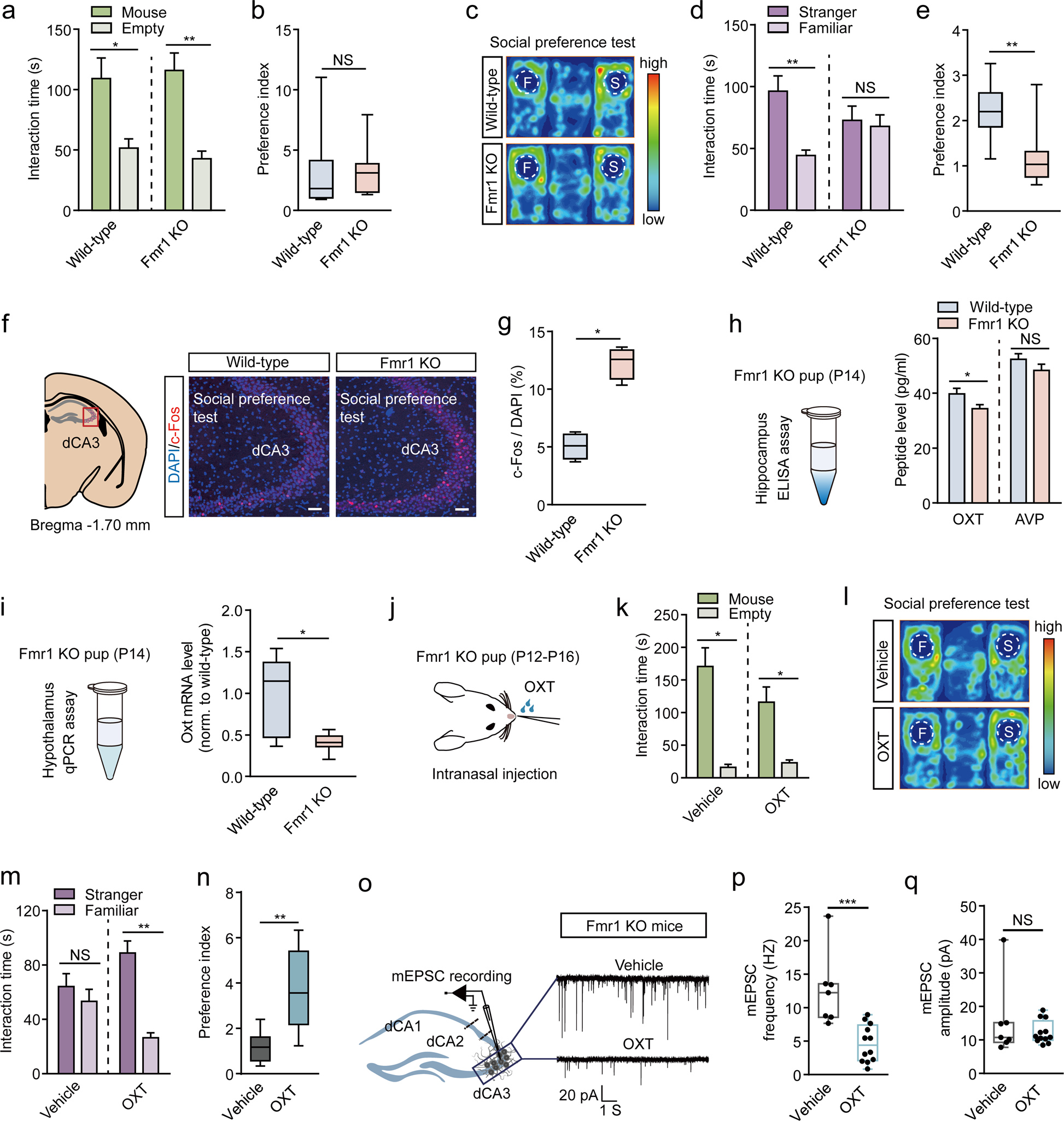 Fig. 6: Early life oxytocin treatment rescues social discrimination deficit in adult Fmr1 KO mice.
