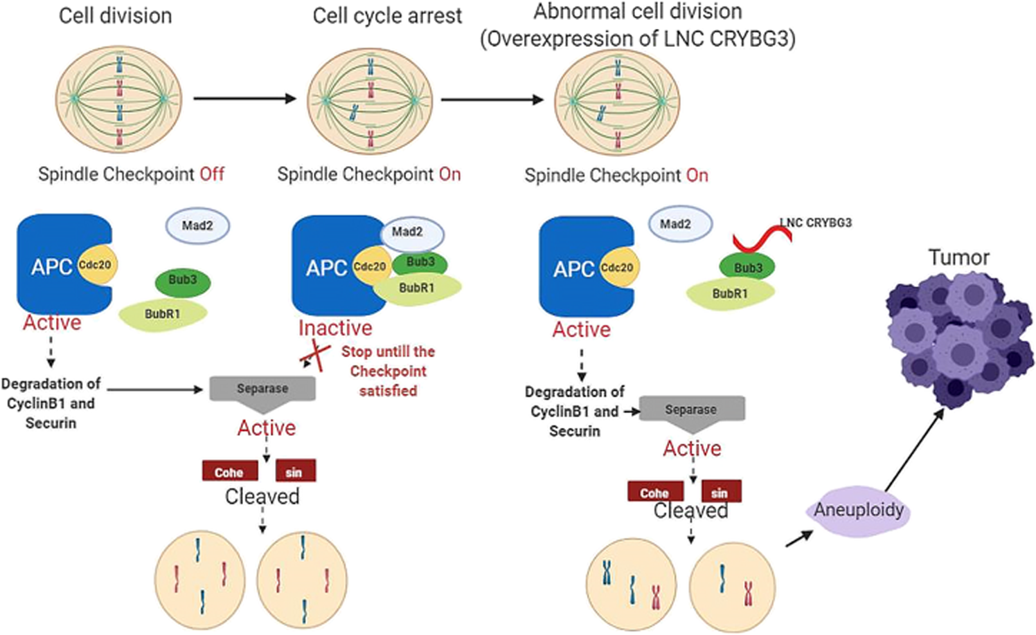 Fig. 7: Proposed model illustrating how LNC CRYBG3 mediates the proliferation and migration progression of NSCLC by targeting Bub3.