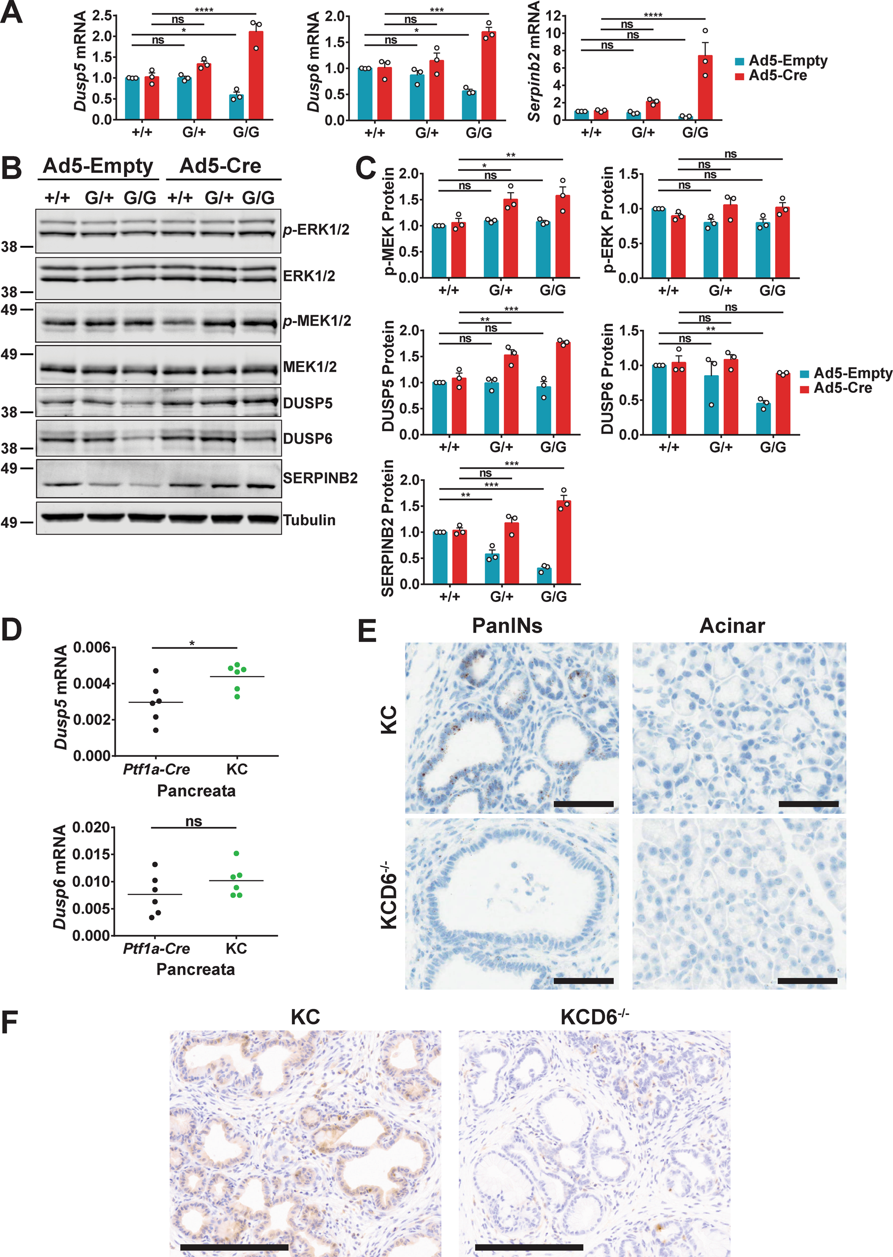 Fig. 1: Mutant KRASG12D leads to up-regulation of both DUSP5 and DUSP6 in MEFs and murine pancreas.