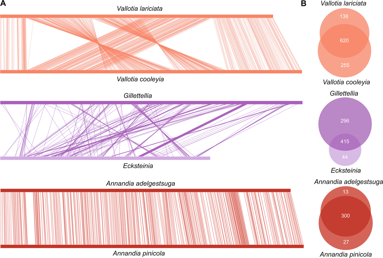 Fig. 3: Genome structure and shared genomic content of related adelgid symbionts.