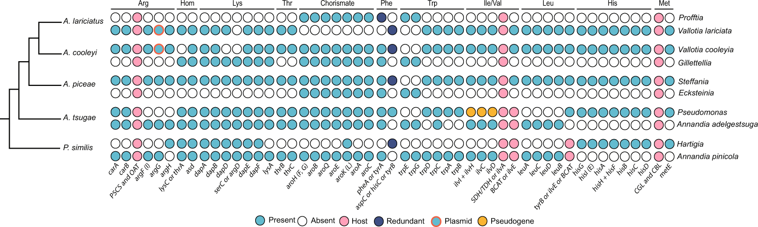 Fig. 4: Nutritional complementation in the production of essential amino acids and precursors in cosymbionts from each adelgid lineage.