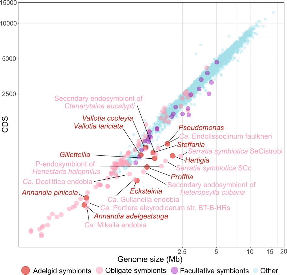 Fig. 5: Relationship between genome size and total number of CDS in genomes of adelgid symbionts and other representative bacteria.