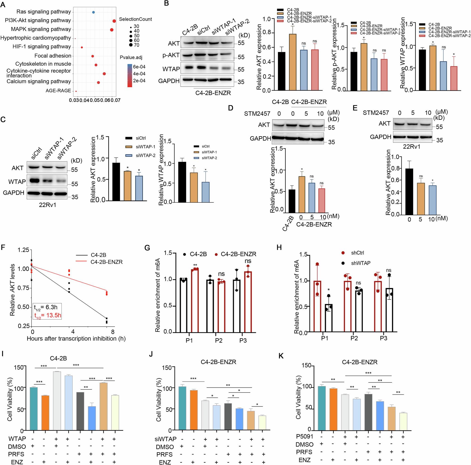 Fig. 5: WTAP activates AKT expression via an m6A-dependent manner to promote enzalutamide resistance.