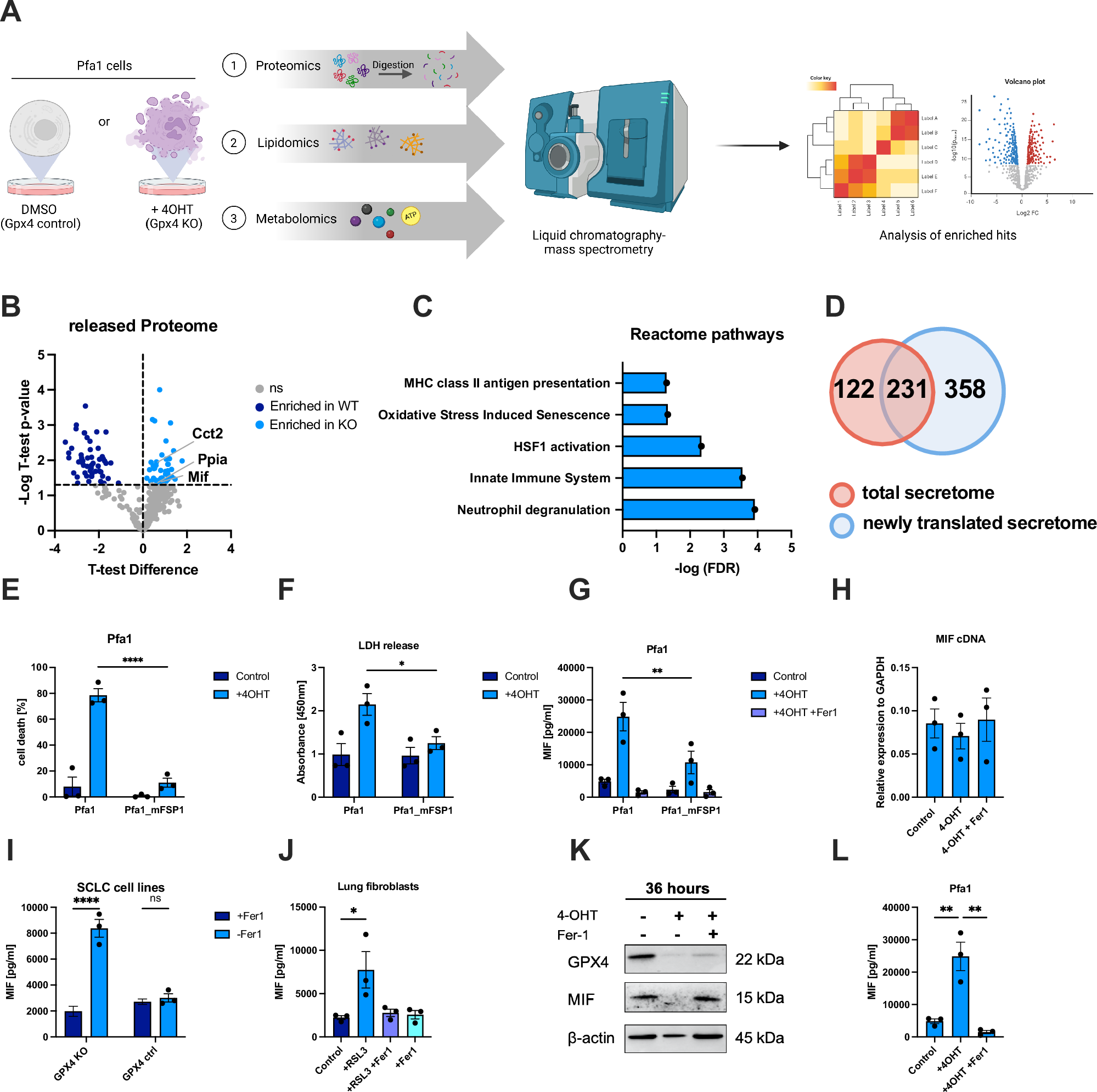 Fig. 1: Characterization of proteomes released from ferroptotic cells.