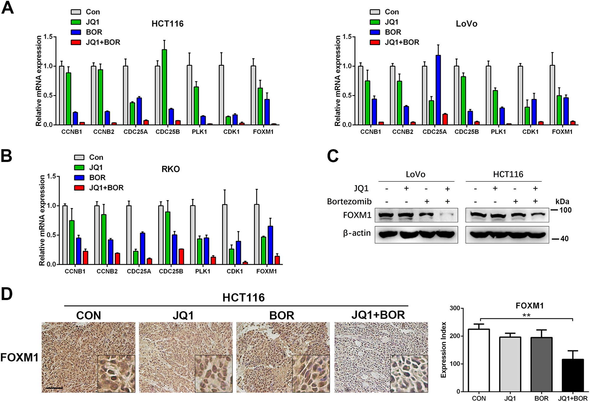 Fig. 3: JQ1 and Bortezomib synergistically induce G2/M arrest through inhibiting FOXM1 expression.