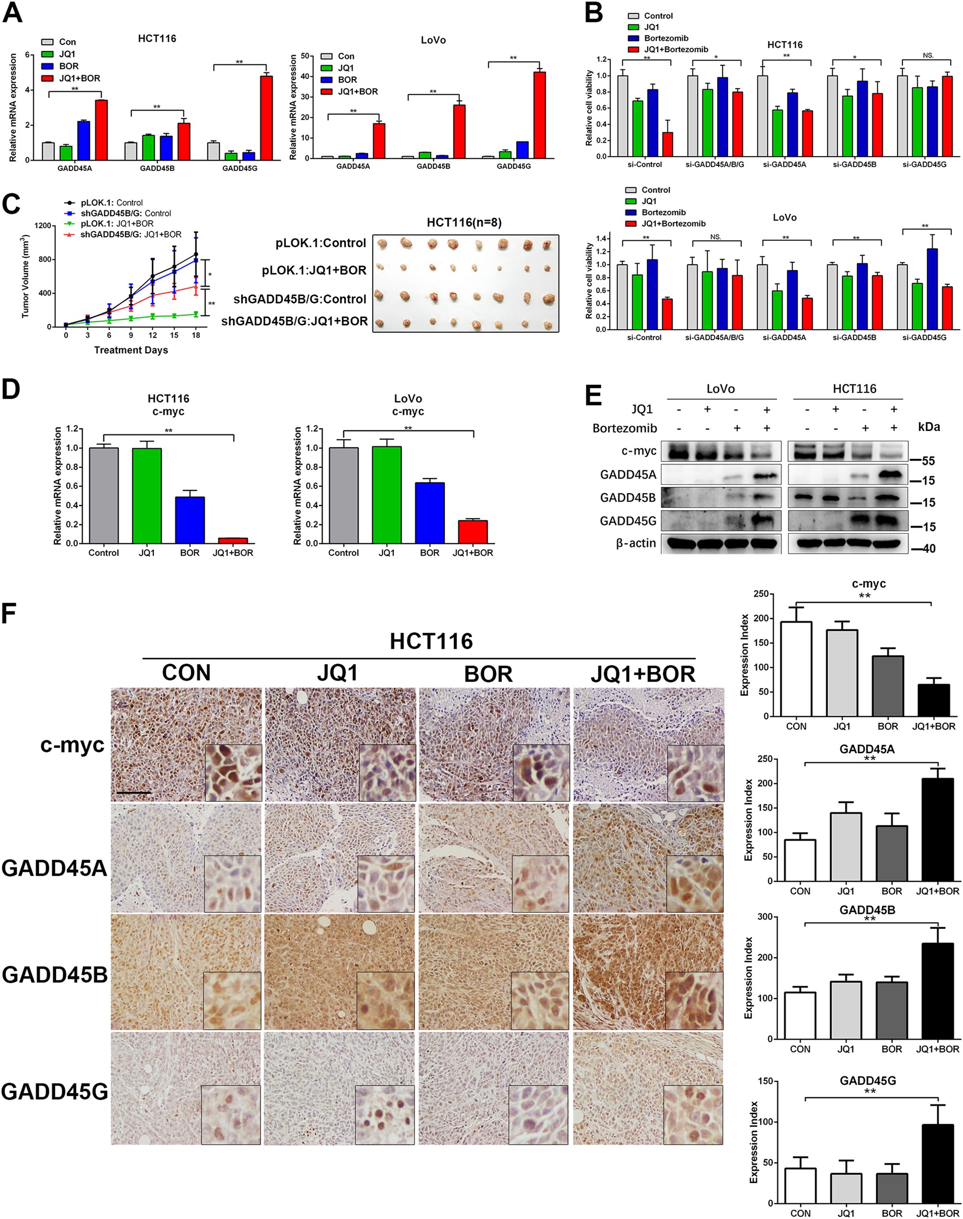 Fig. 4: JQ1 and Bortezomib induce synergistic effect through upregulation of GADD45.