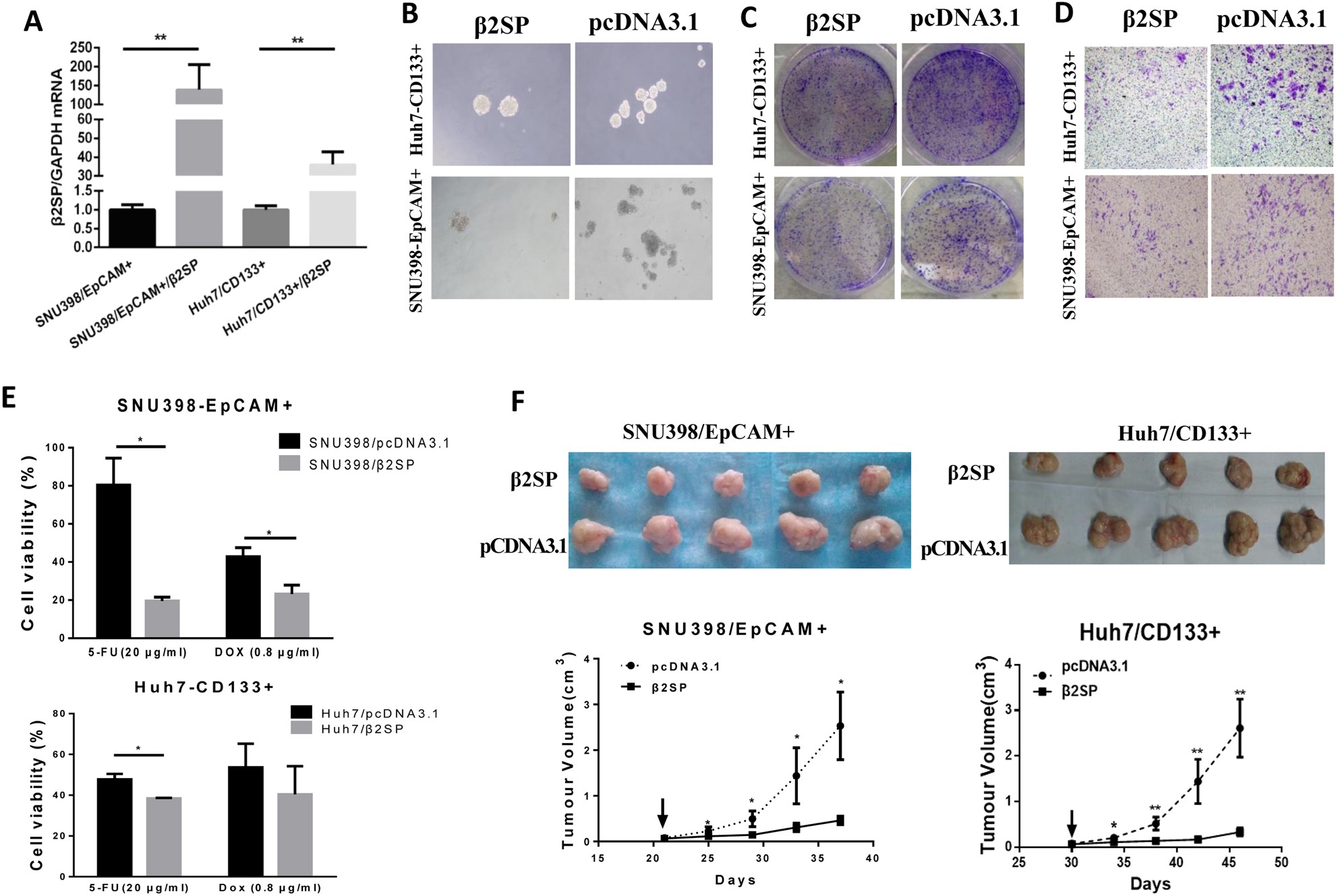 Fig. 5: β2 spectrin repressed the properties of liver CSCs in liver tumor-initiating cells (T-ICs).
