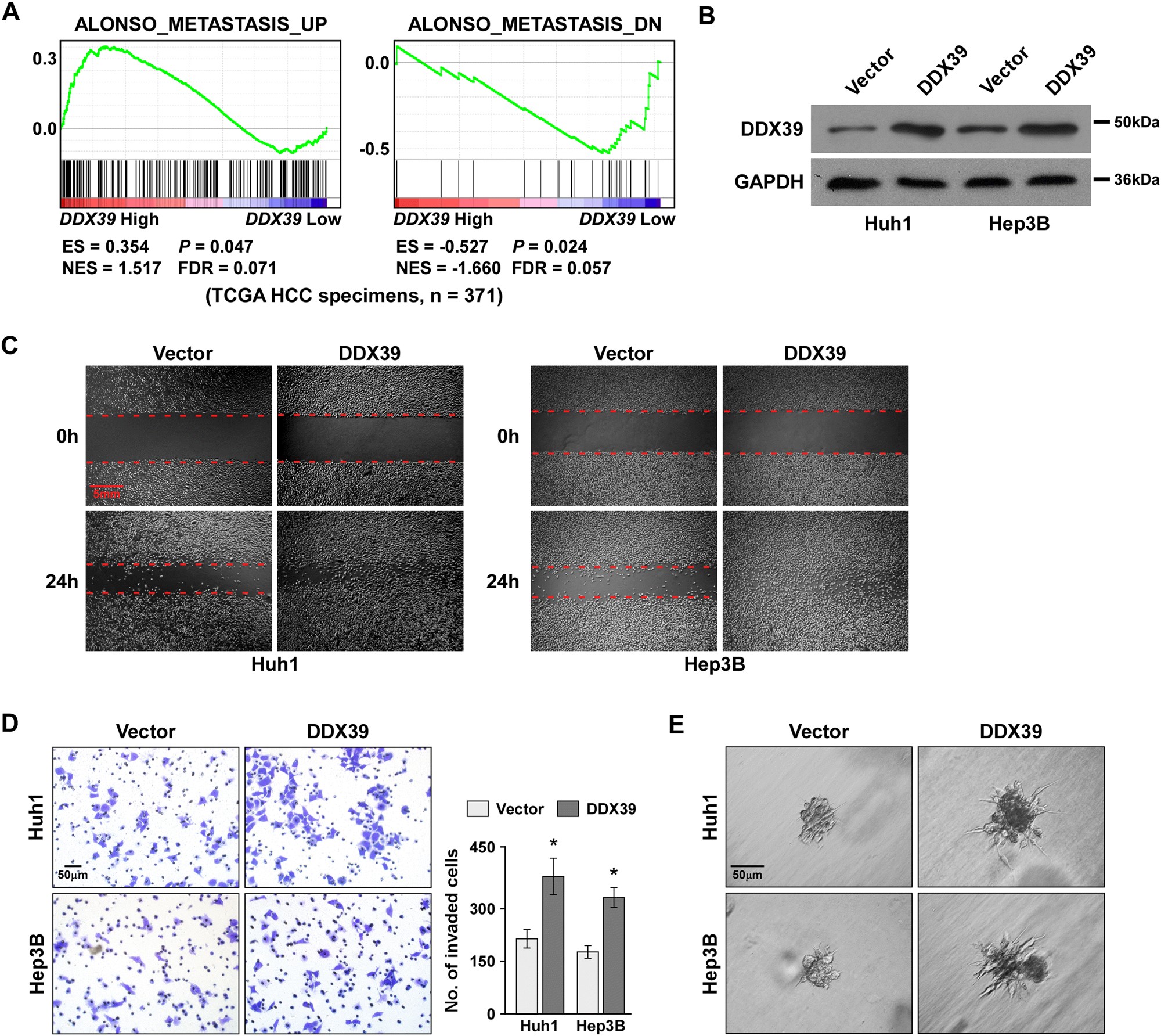 Fig. 2: DDX39 overexpression promoted HCC cell migration and invasion.
