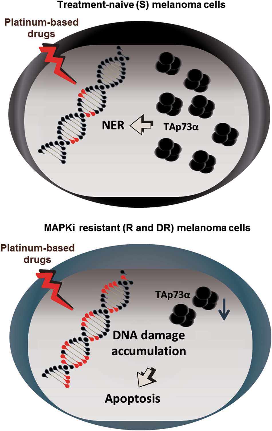 Fig. 5: The mechanism of cisplatin sensitization upon MAPKi-resistance acquisition in metastatic melanoma cells.