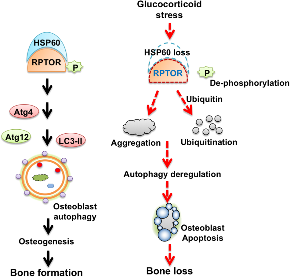 Fig. 8: Schematic drawings for HSP60 and RPTOR protection against glucocorticoid deregulation of osteoblast autophagy and bone mass.