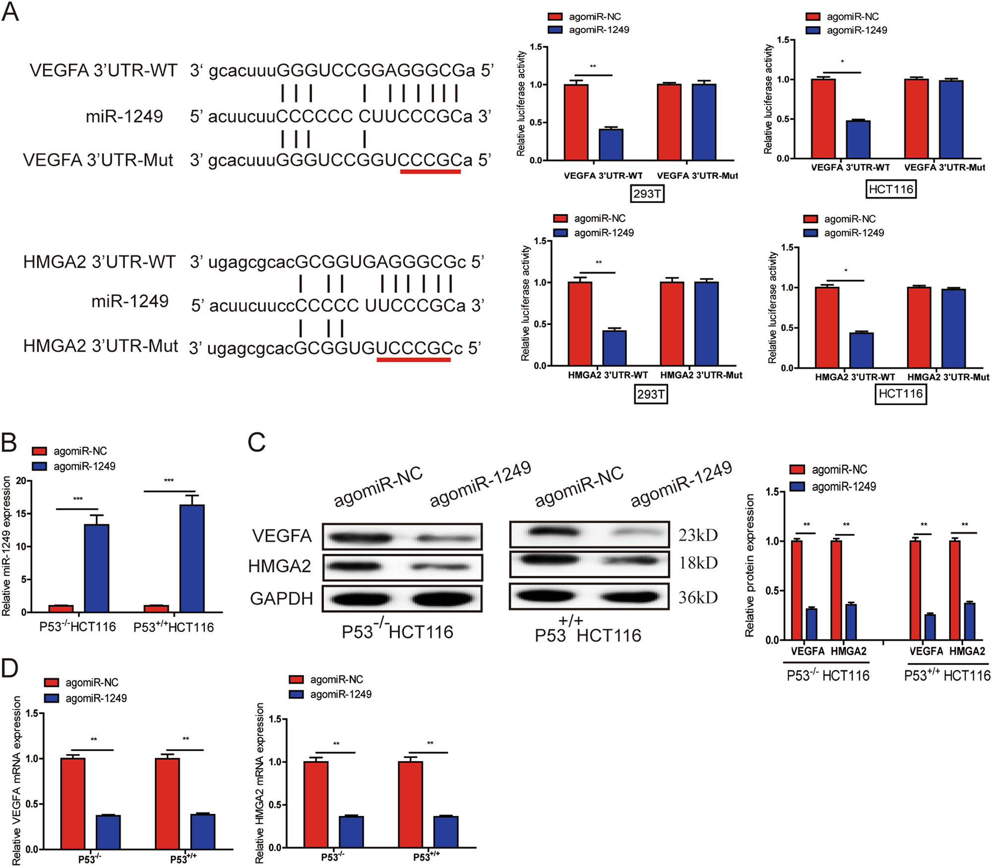Fig. 5: VEGFA and HMGA2 are both direct target genes of miR-1249.