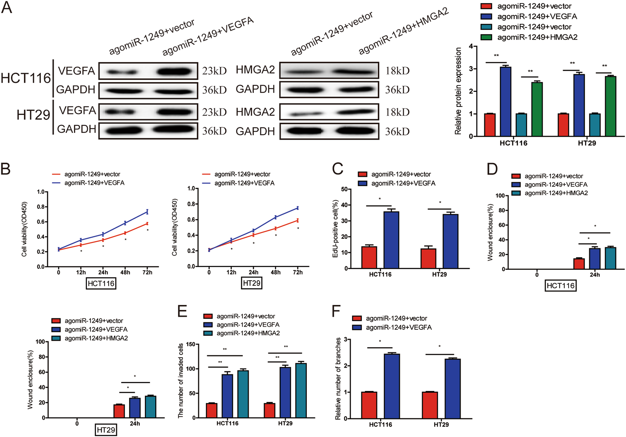 Fig. 6: miR-1249 inhibited CRC growth and angiogenesis by VEGFA, and suppressed migration and invasion by both VEGFA and HMGA2.