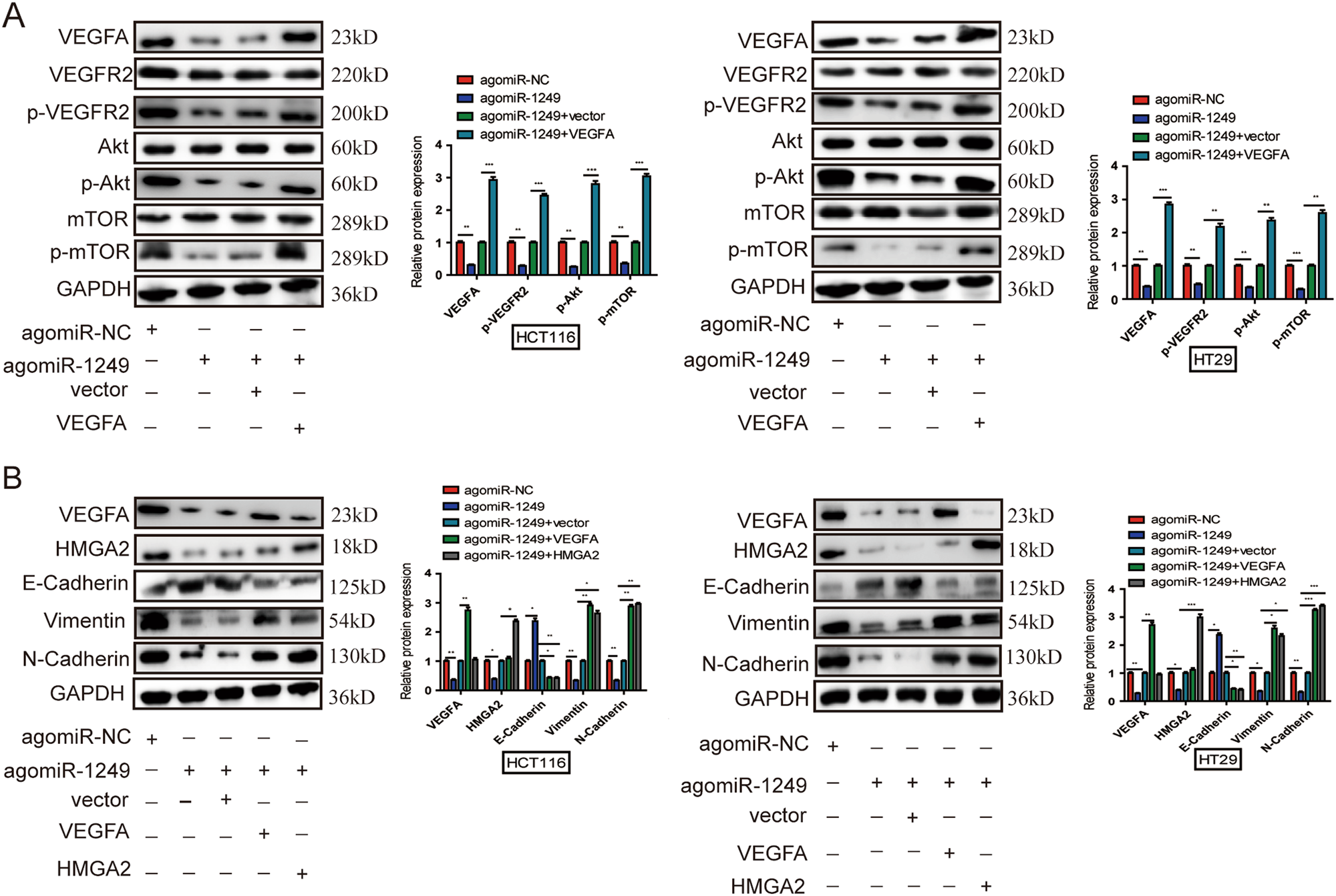 Fig. 8: miR-1249 downregulated VEGFA and HMGA2 expression, and inhibited Akt/mTOR signaling pathway and EMT process.