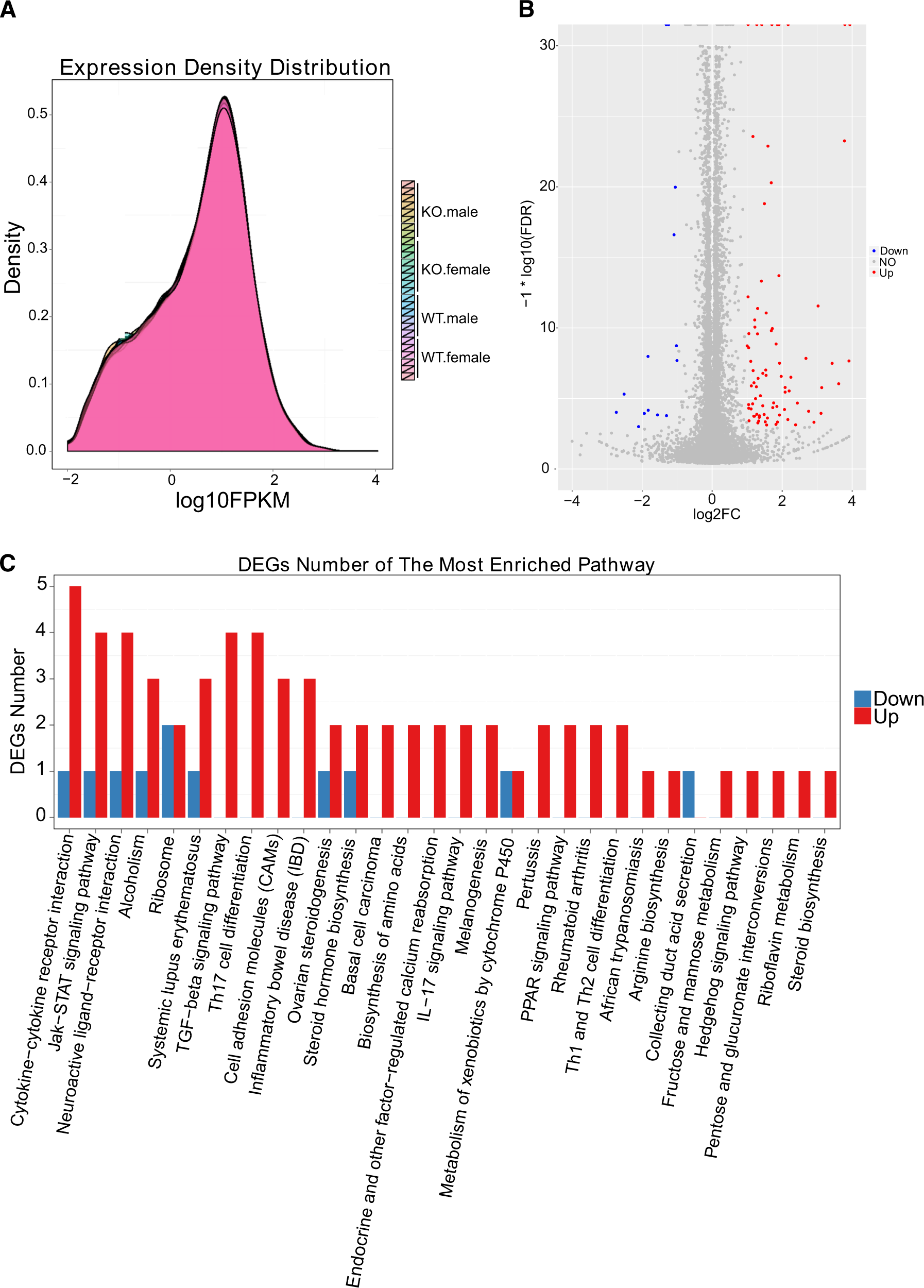 Fig. 3: AIF2 KO has no significant impact on the transcriptome in the cortex of P9 mice.