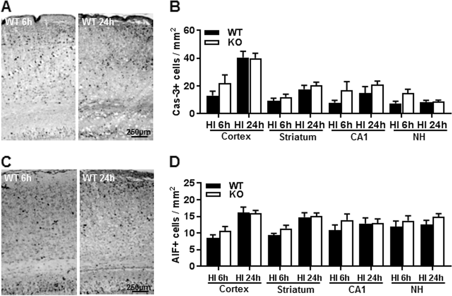 Fig. 6: AIF2 KO has no effect on caspase-dependent and independent apoptosis.