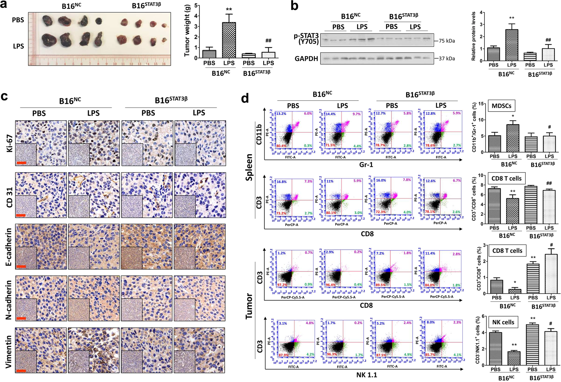 Fig. 5: Overexpression of a dominant negative form of STAT3 attenuates TLR4 signaling-mediated melanoma progression in mice.
