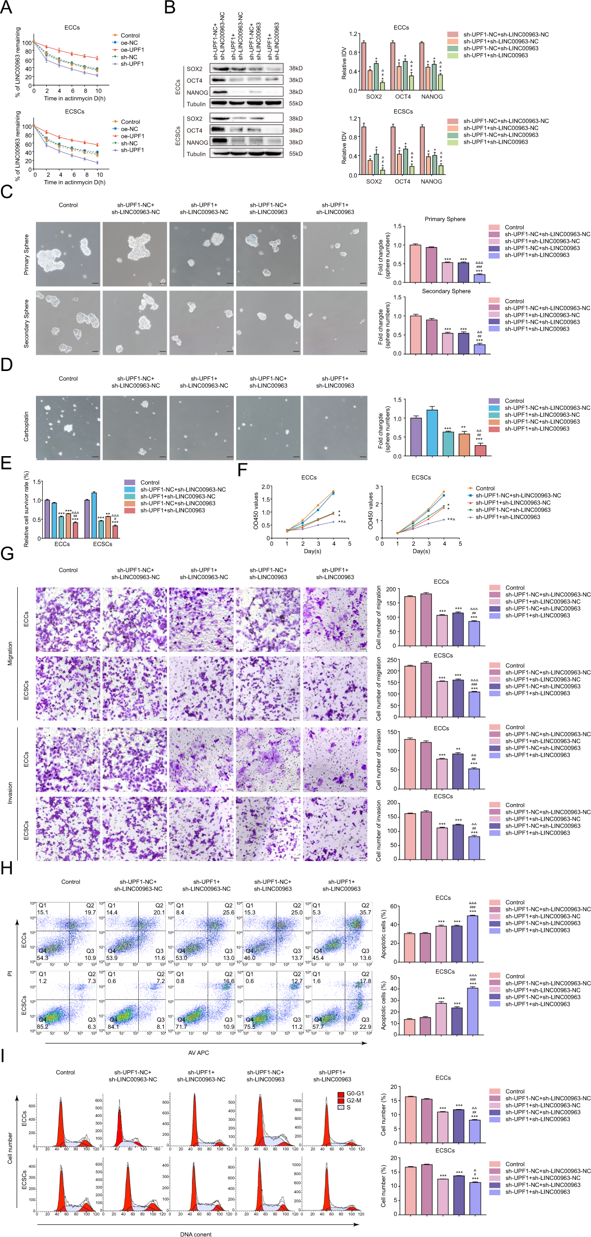 Fig. 5: UPF1 regulates the biological behavior of ECSCs by stabilizing LINC00963.
