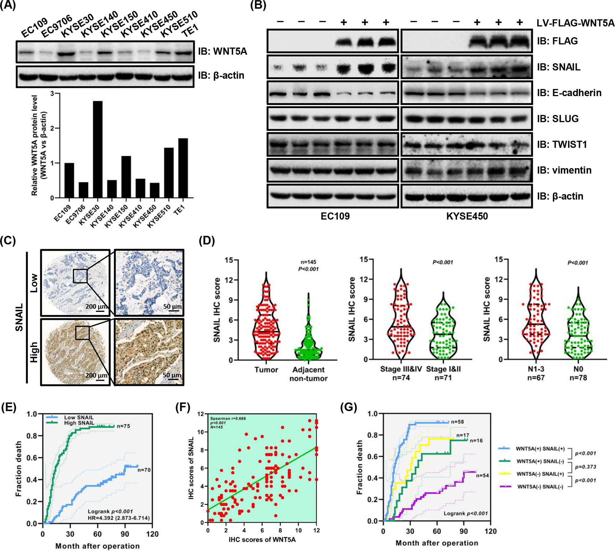 Fig. 2: SNAIL levels are significantly upregulated with WNT5A overexpression and correlate with a poor prognosis.