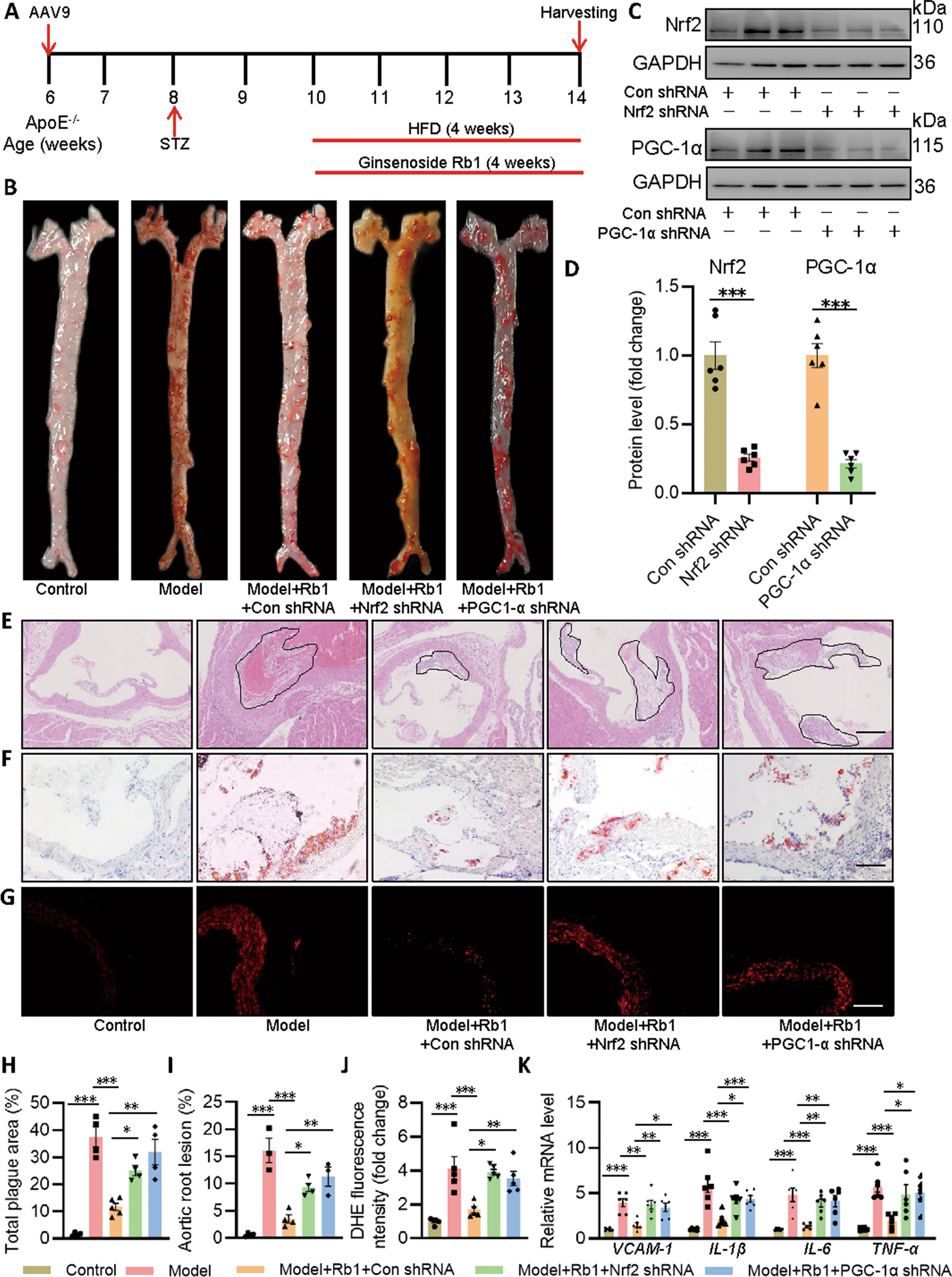 Fig. 8: Nrf2 and PGC-1α are required for Rb1 to ameliorate diabetes-accelerated atherosclerosis in mice.