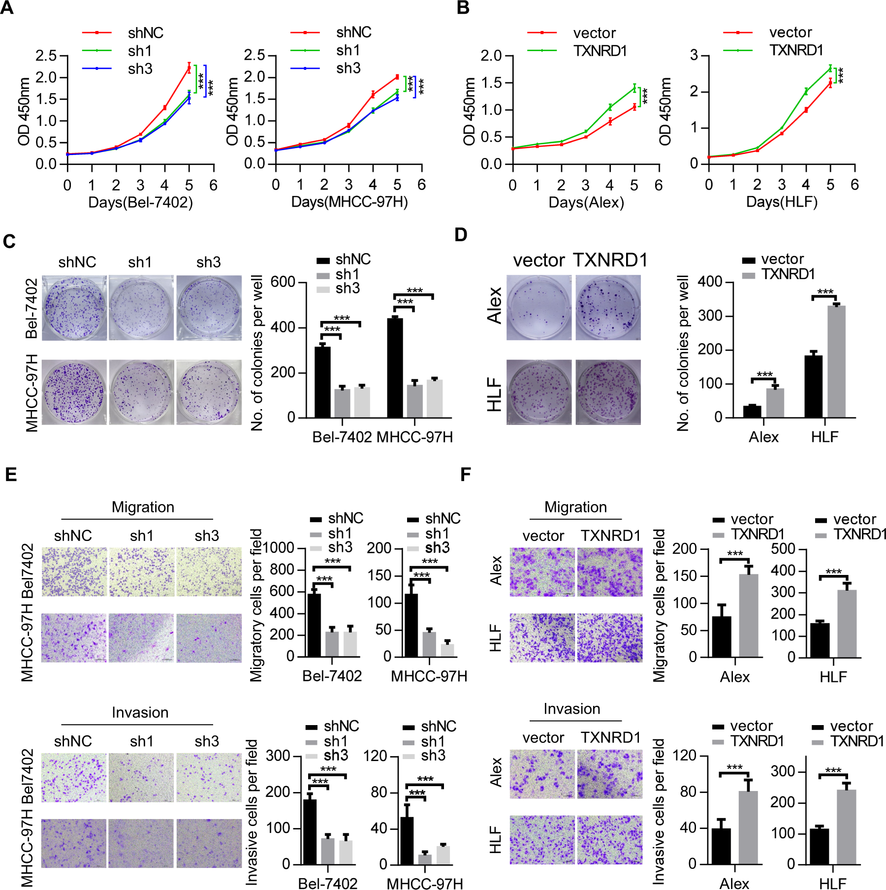 Fig. 2: TXNRD1 promotes proliferation and metastasis of HCC cells in vitro.