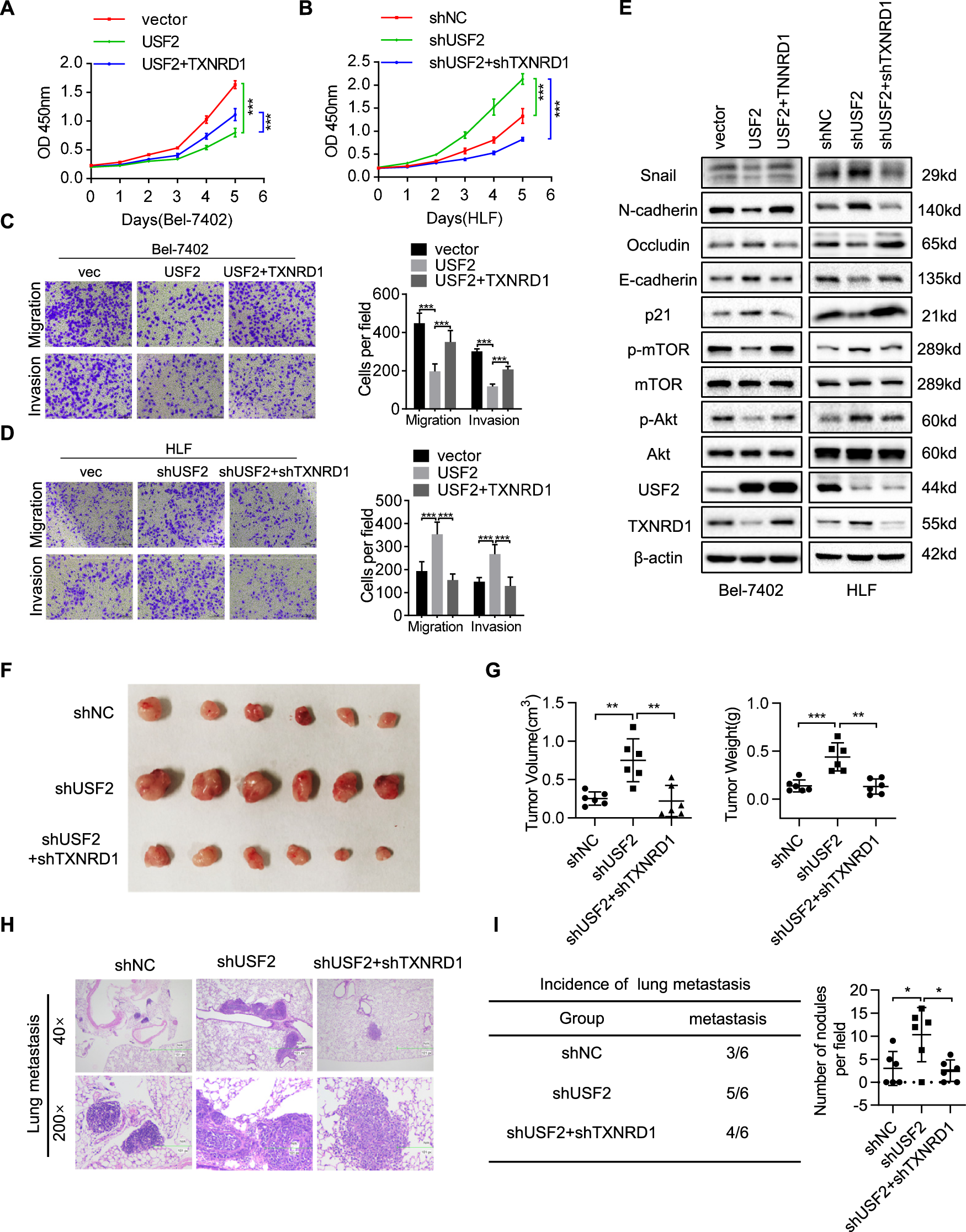 Fig. 6: USF2 suppresses the proliferation and metastasis of HCC cells by modulating the TXNRD1.